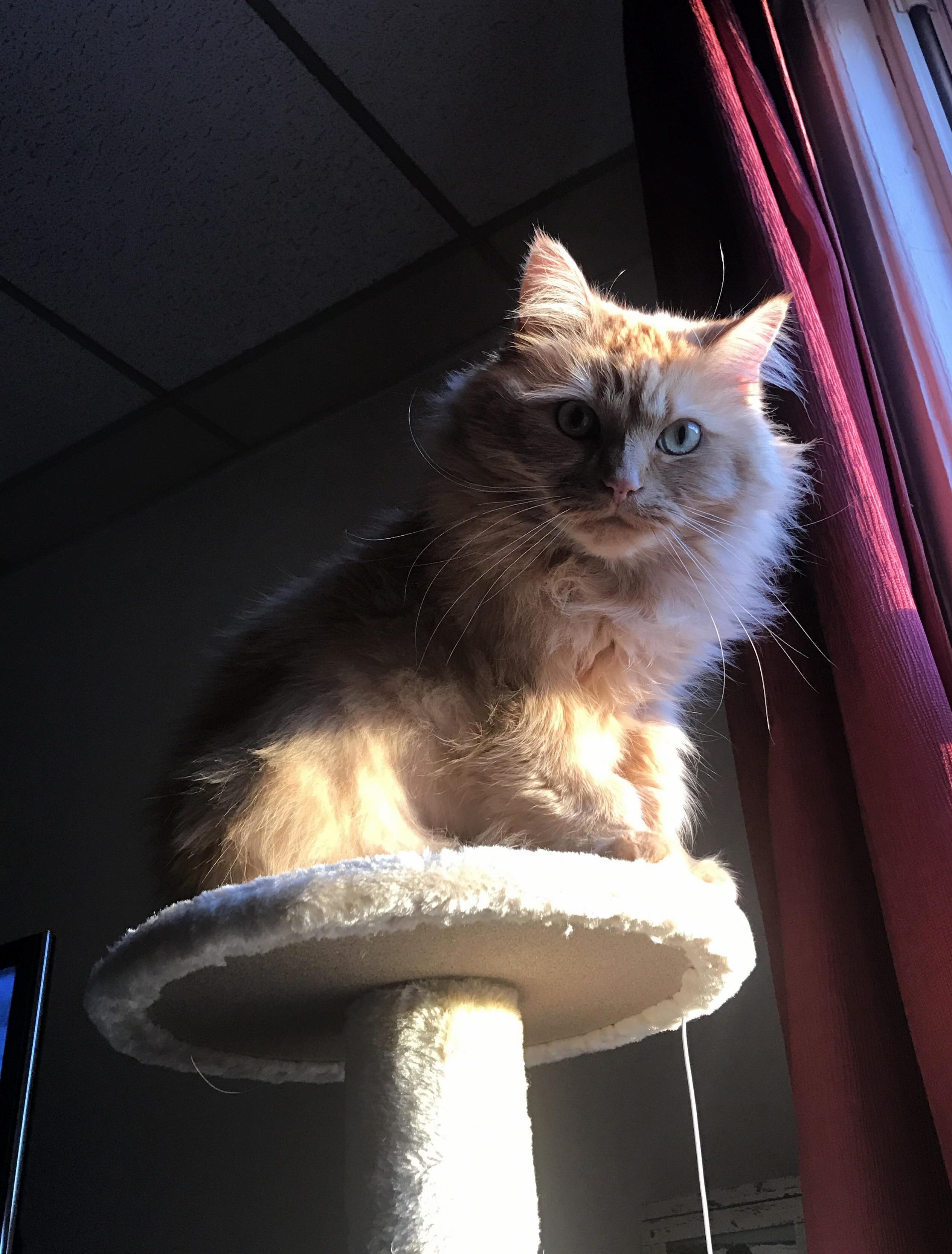 Get a Cat That Looks at You Like Shes Indiana Jones Discovering the Holy Grail.