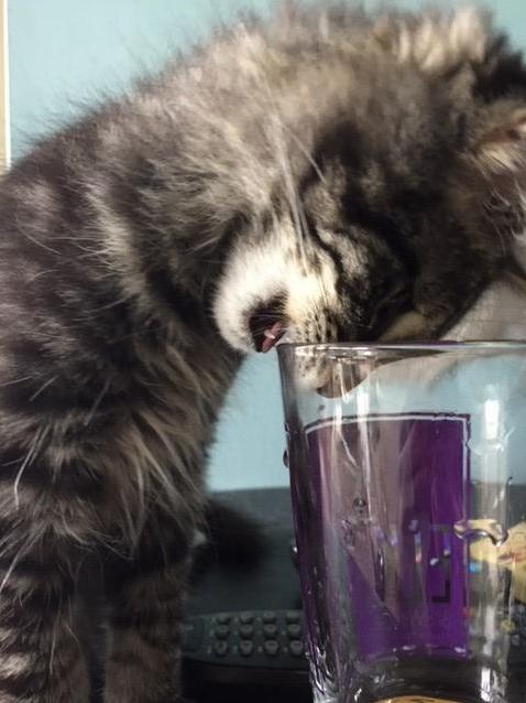 Get Outta My Water Scotty