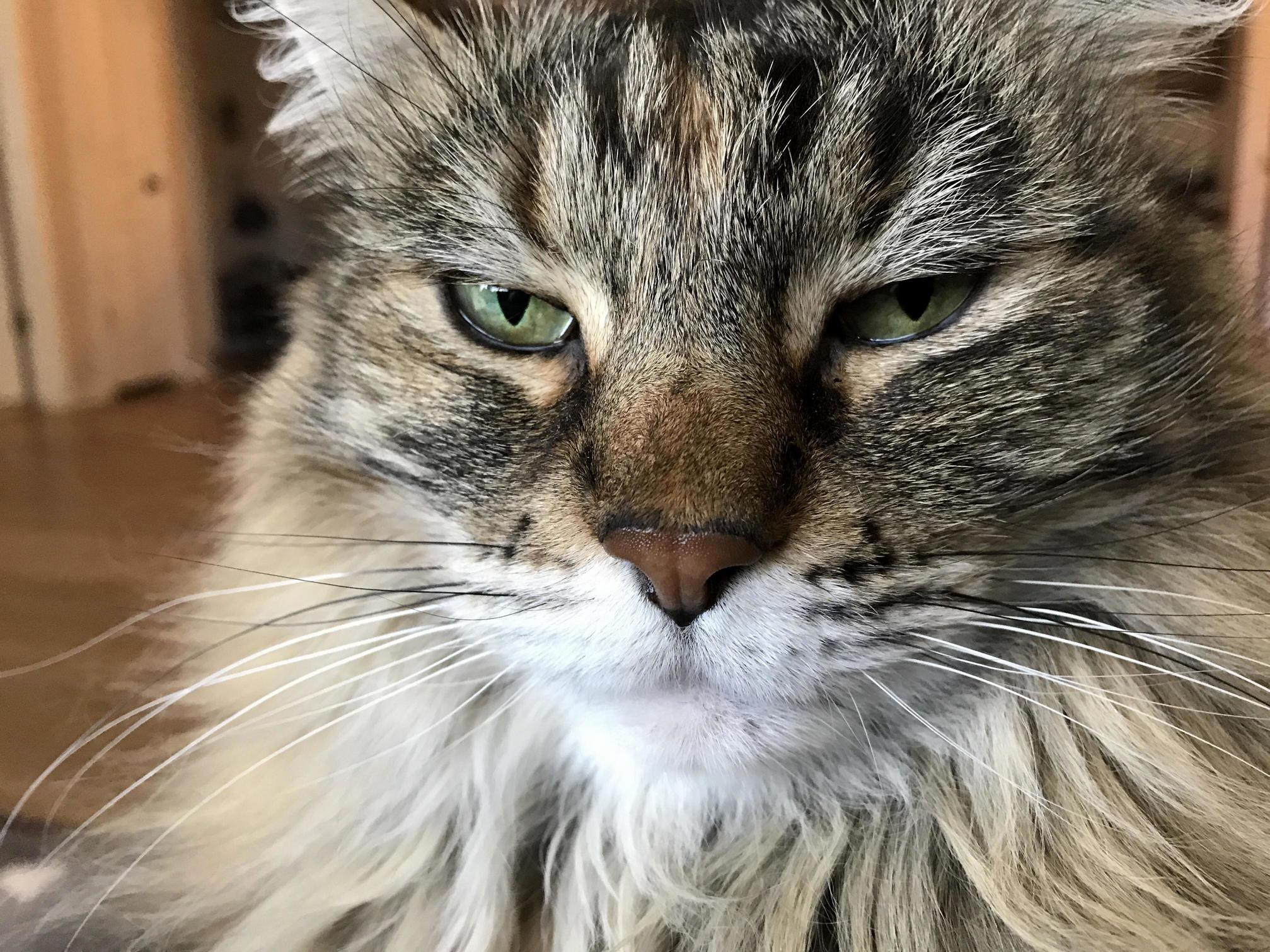 Get That Stupid Camera Out of My Face.
