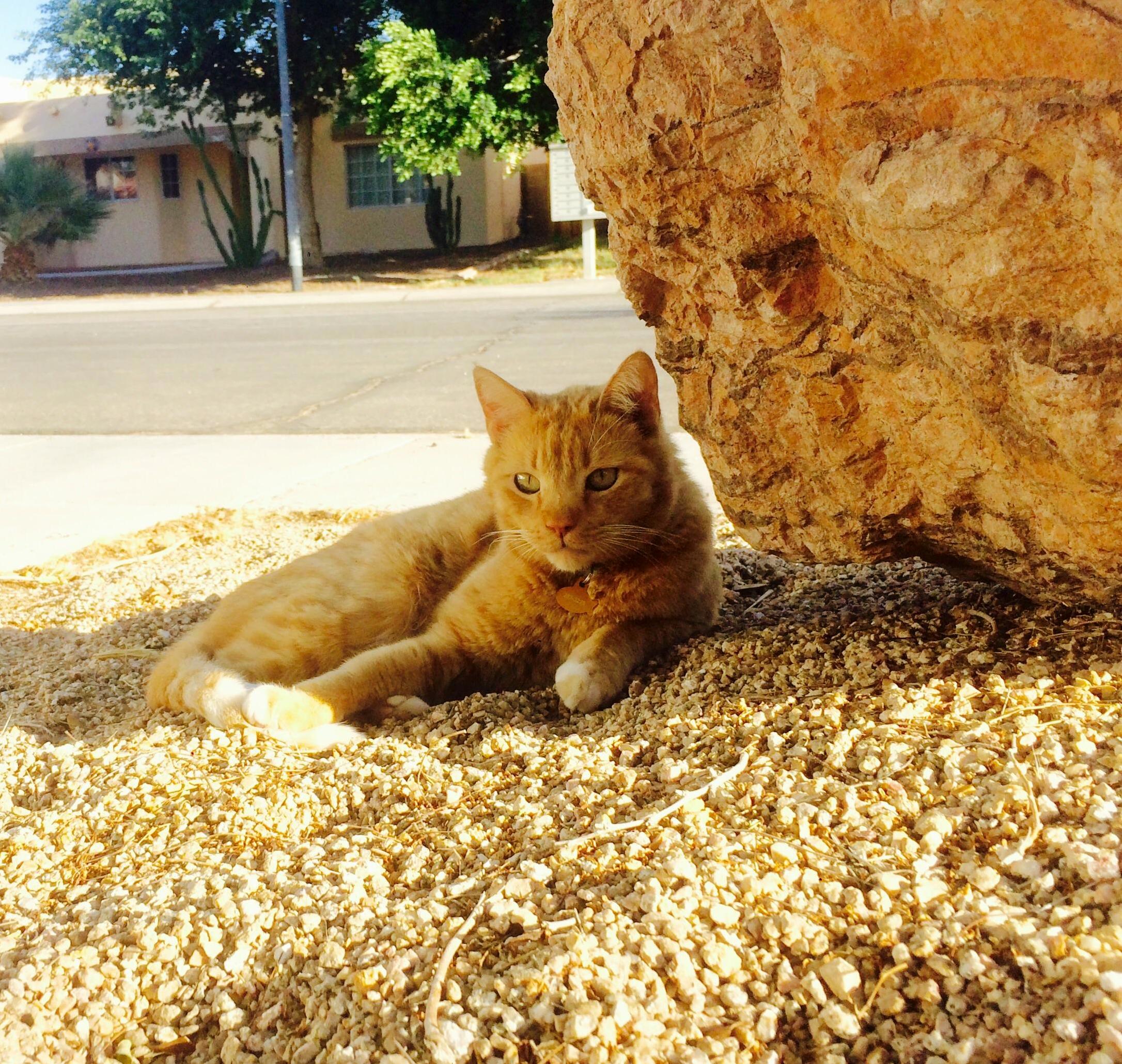 Ginger Desert Dew
