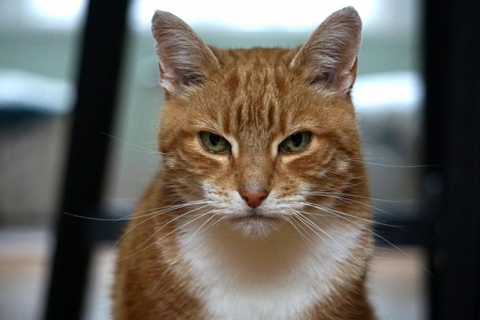 Ginger My 17 Yo Love