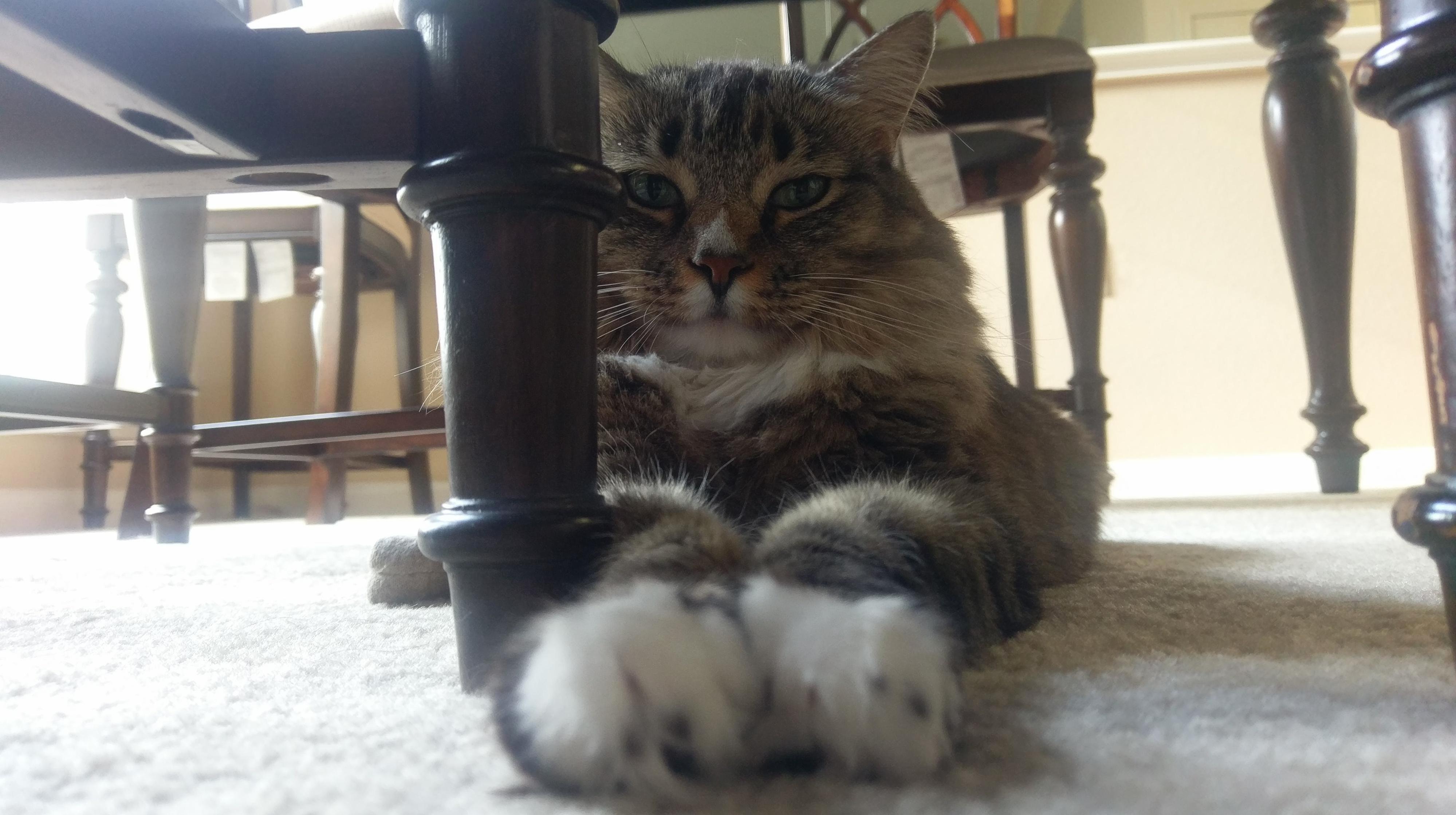 Good Meowning