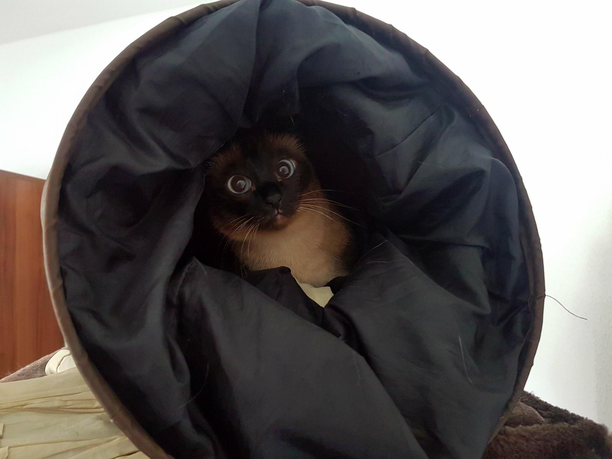 Googly Eyes