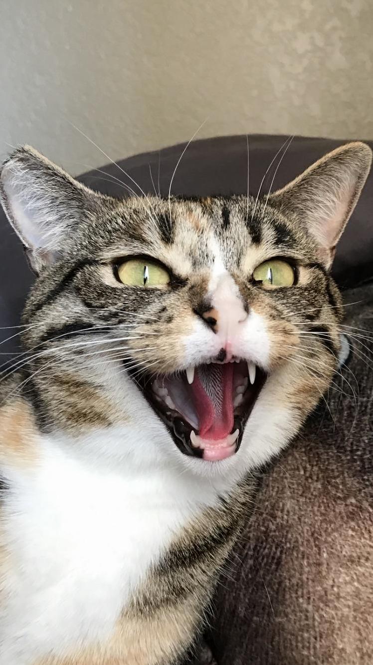 Gorgeous Shot of My Cat Hissing