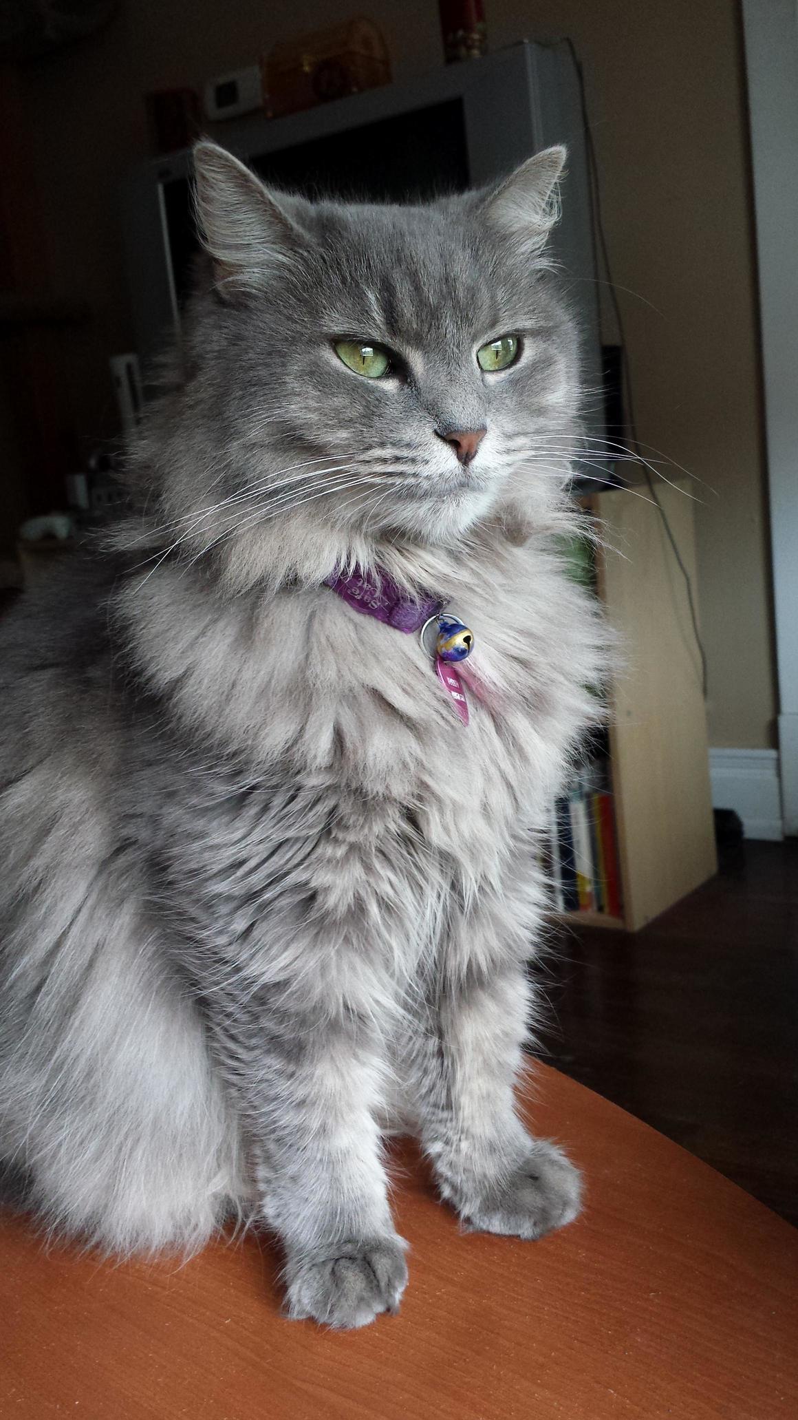 Got Her As a Stray Almost 8 Years Ago and I Still Dont Know What Breed If Any She Is. Anyone