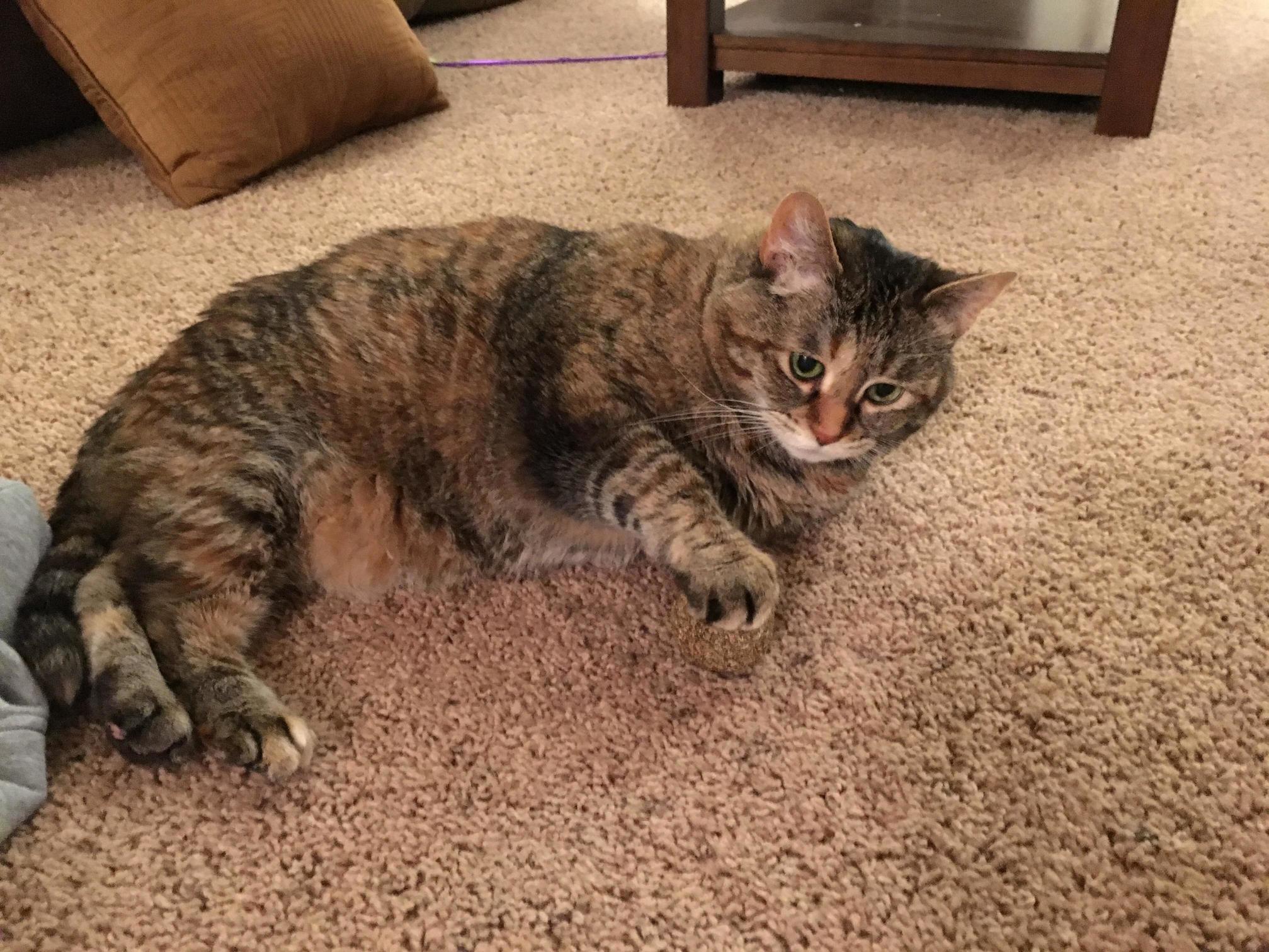 Got My Cat a Catnip Ball. Now She Wont Let Me Touch Her or the Ball. Tifu