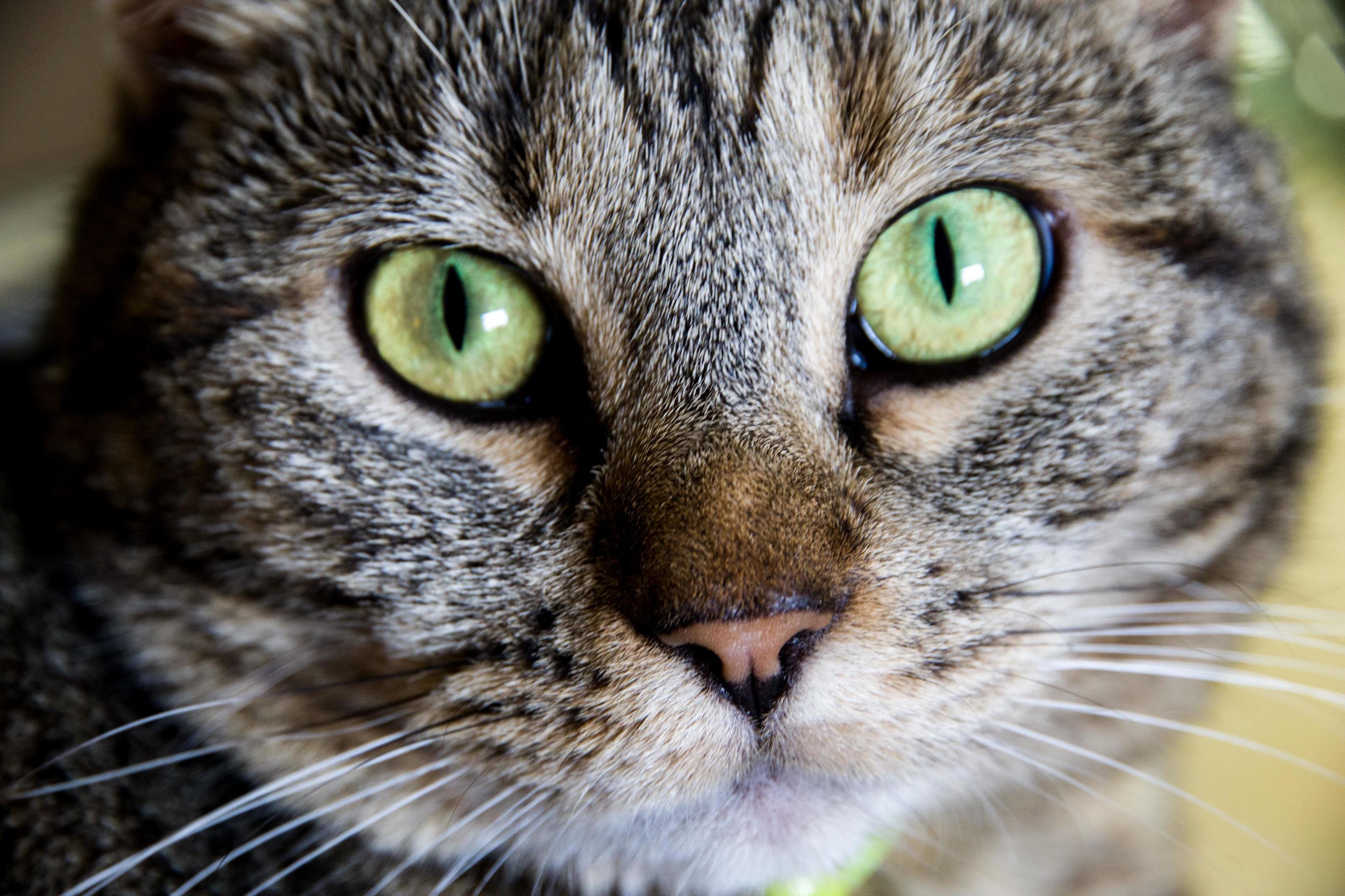 Green-eyed Beauty.