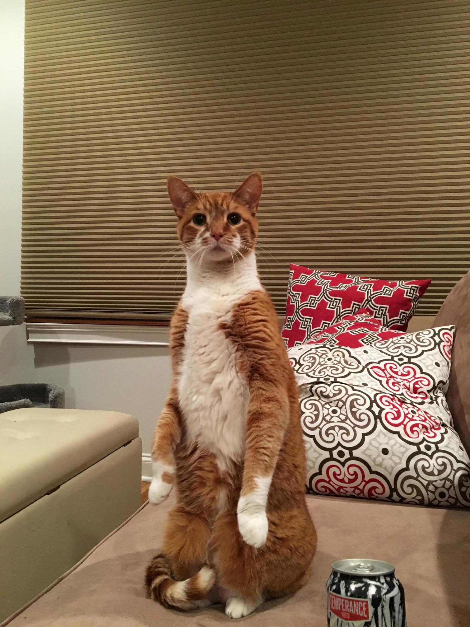 Guinness and His Sister Are Fighting This Is Him Thinking He Heard Her Walking Down the Hallway