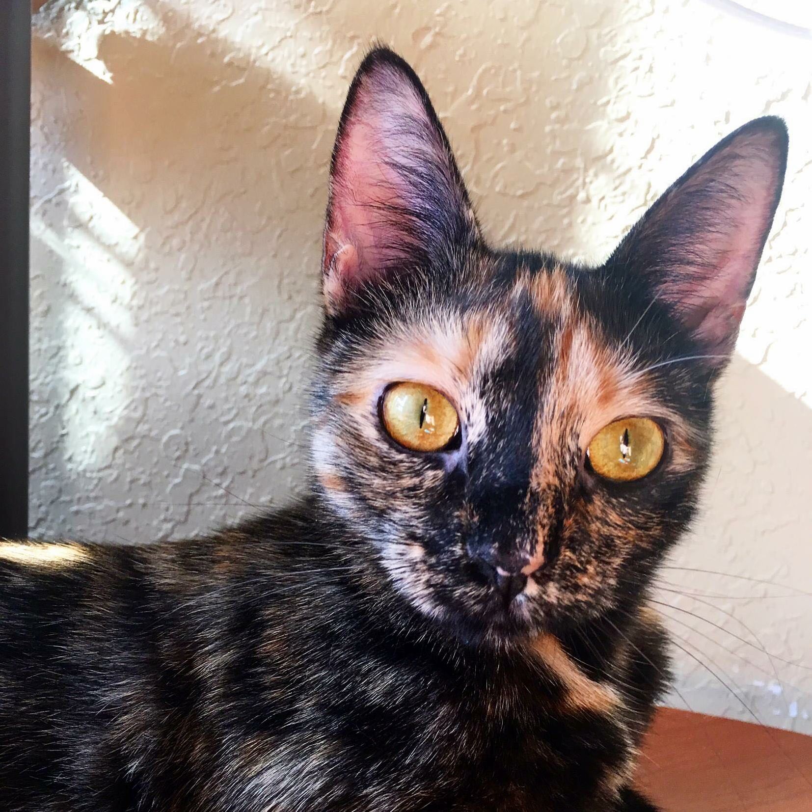 Had a Mini-photoshoot of My Beautiful Girl This Morning