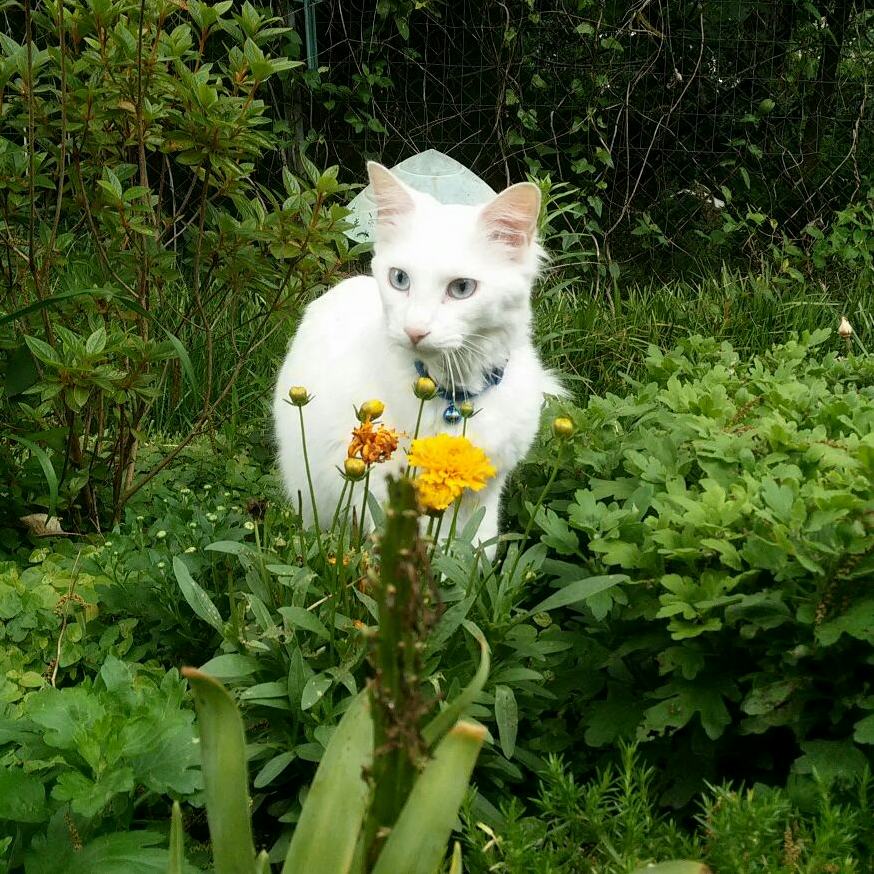 Handsome Garden Beauty