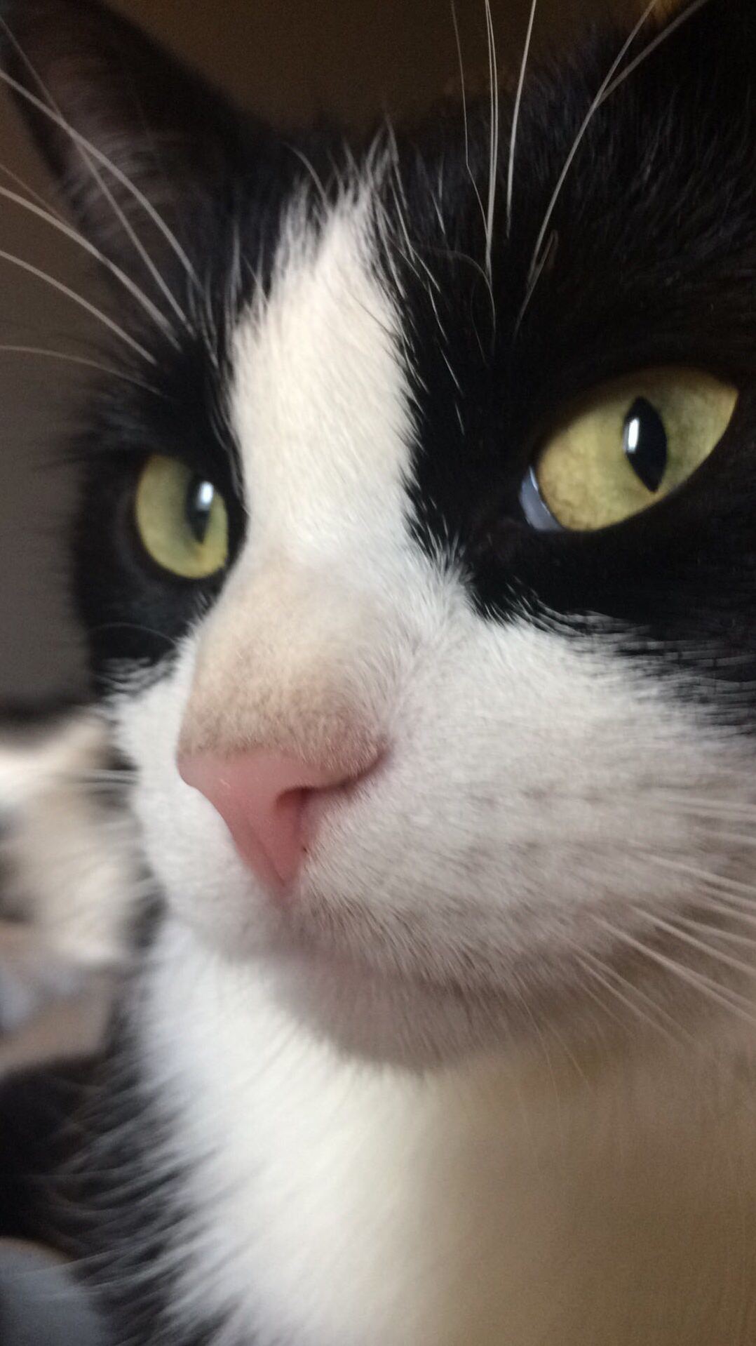 Handsome Little Cat Face.