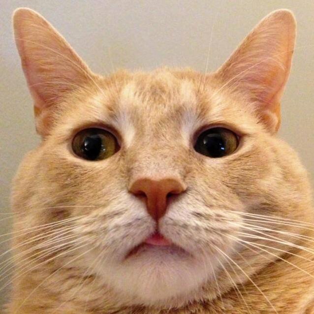 Happy Caturday from Champ