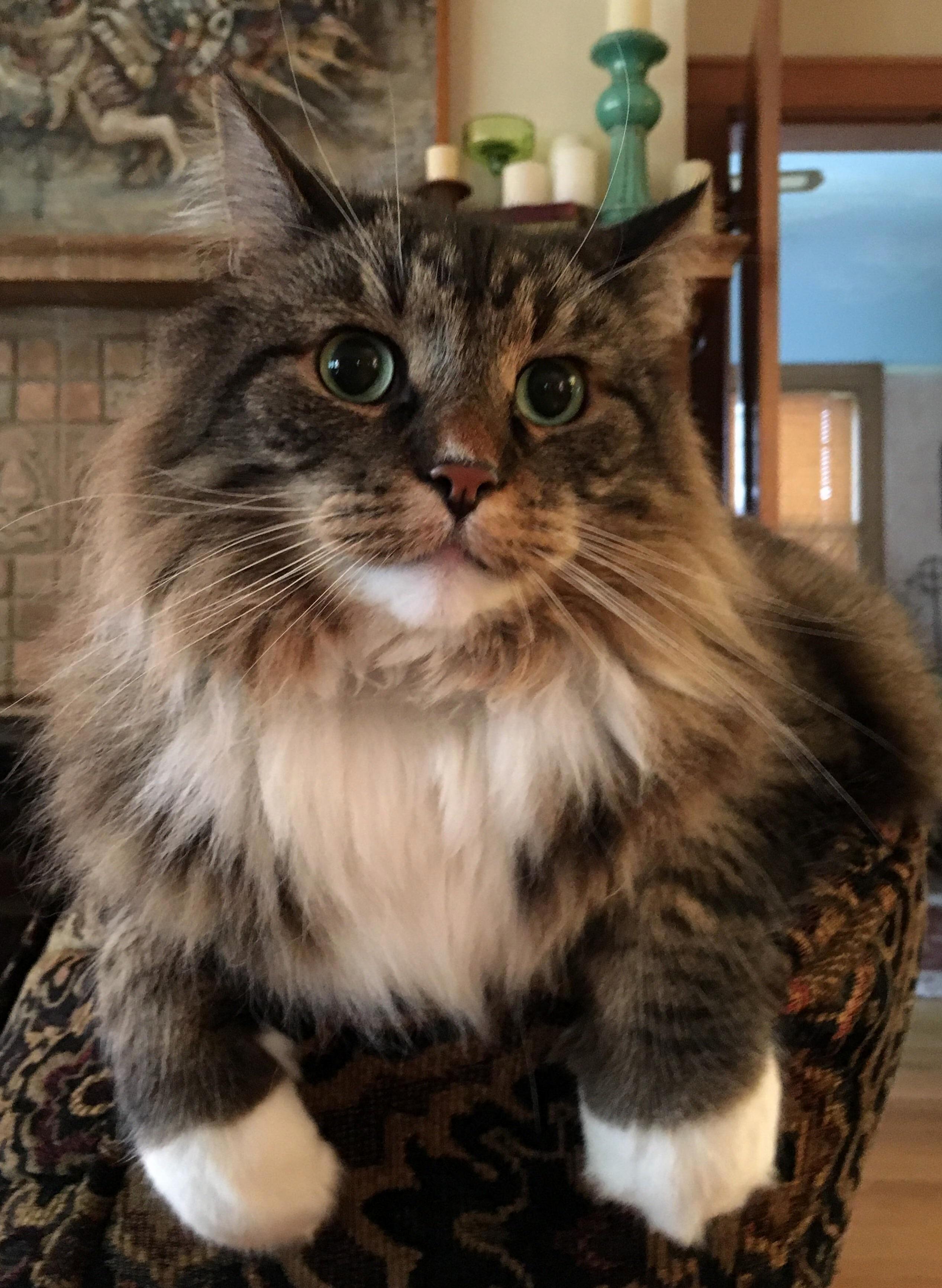 Happy Caturday from Leo