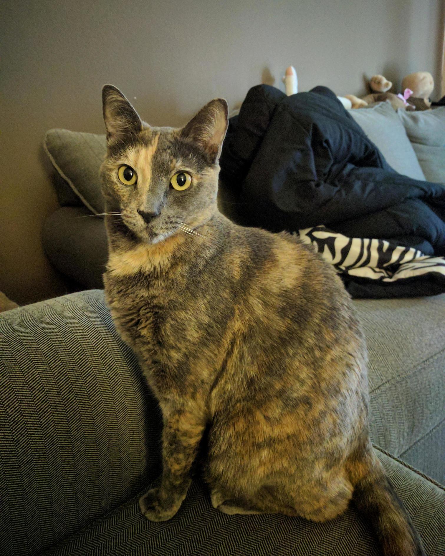 Happy Caturday from Medusa.