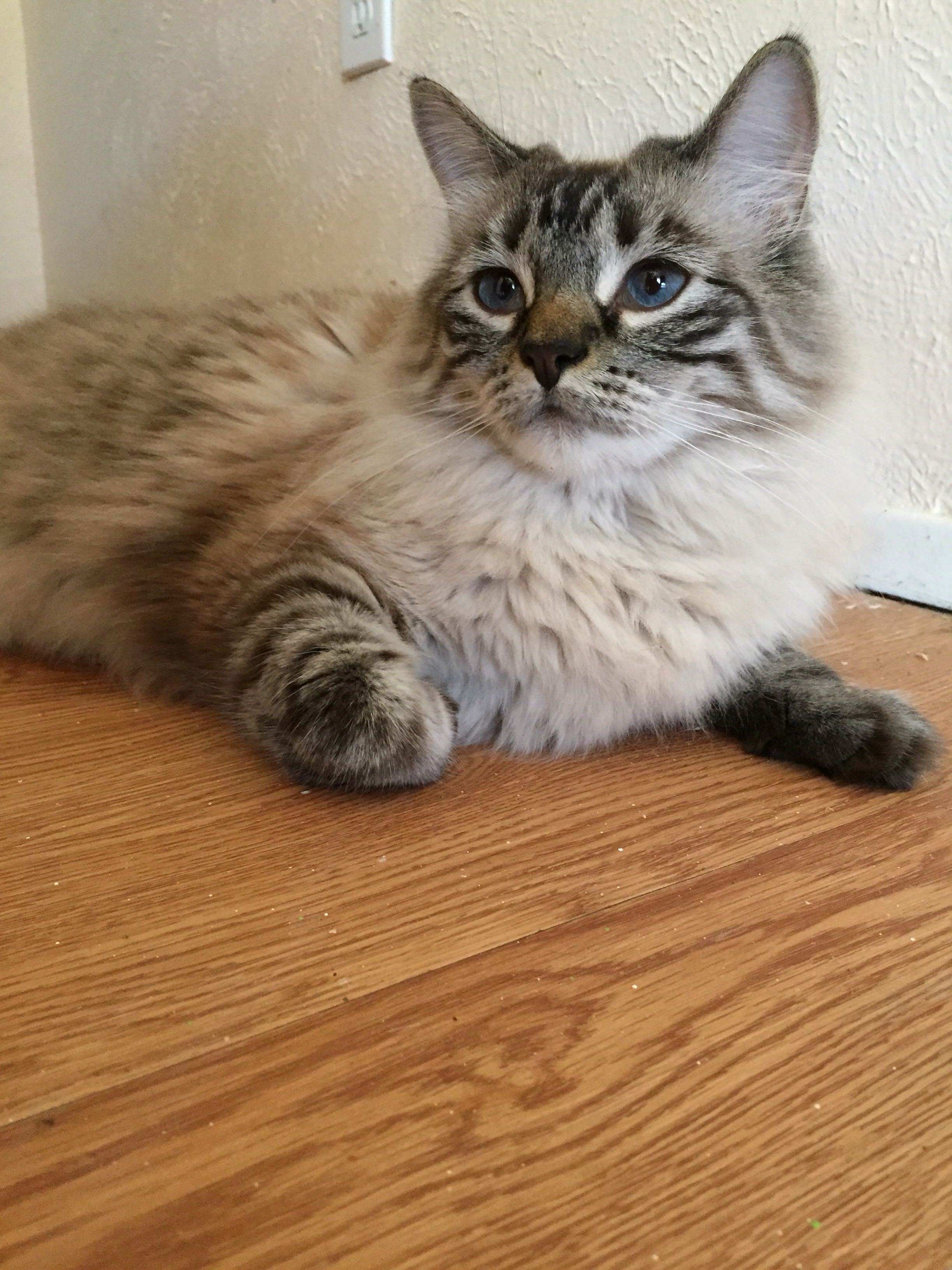 Happy Second Birthday Sneaky