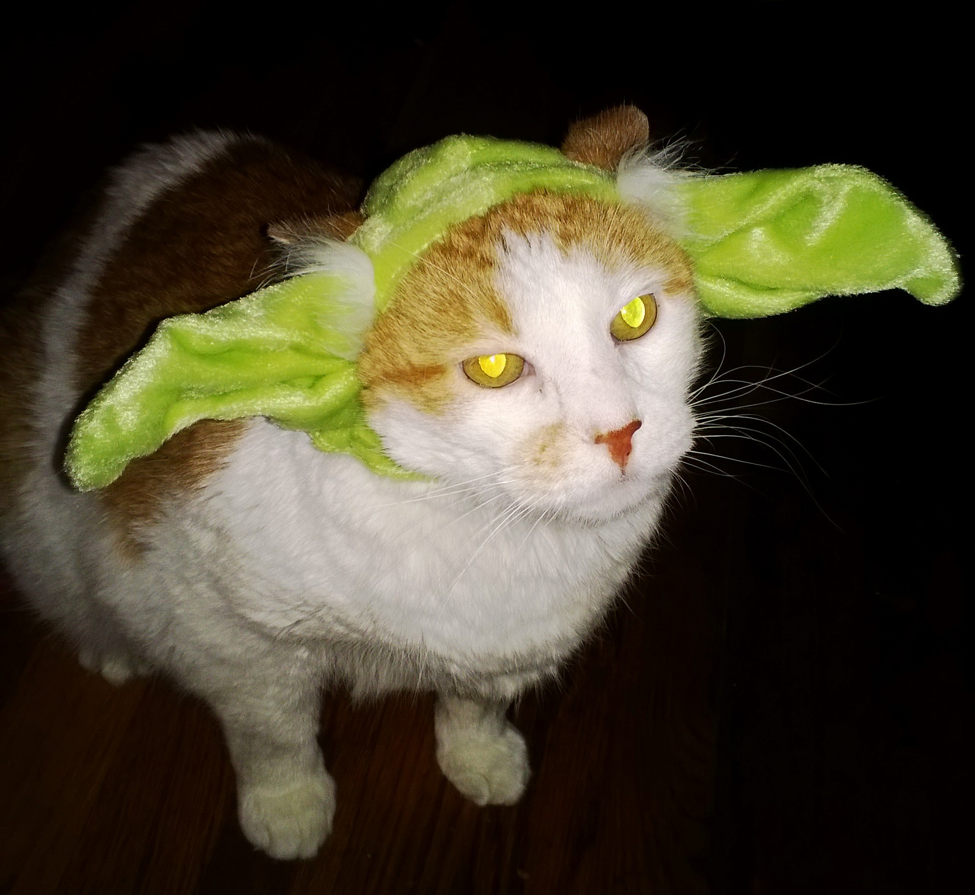 He Did Not Like This As Much As Being Adopted