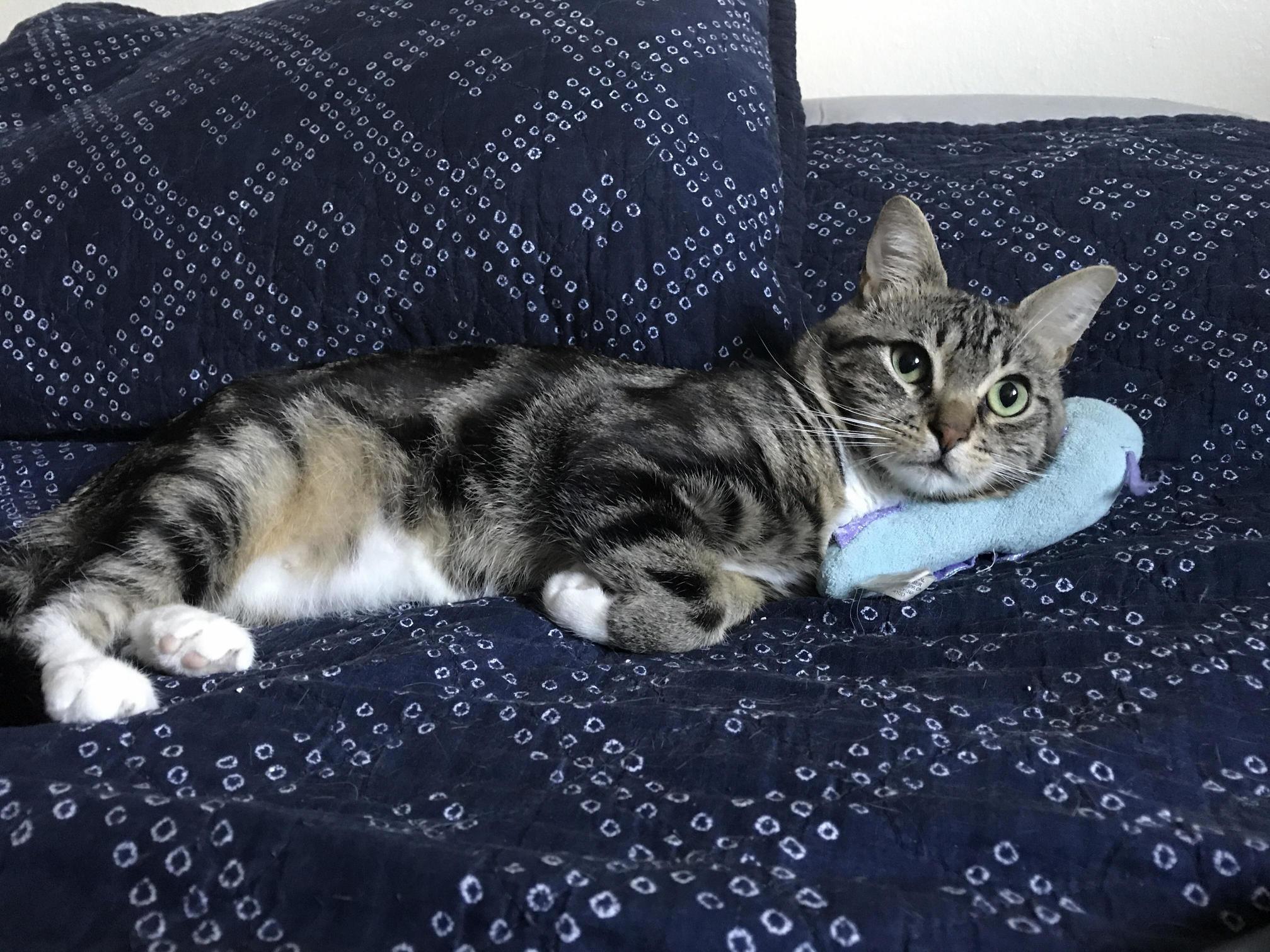 He Doesnt Really Cuddle with His Toy More So He Tires Himself Out Trying to Murder It