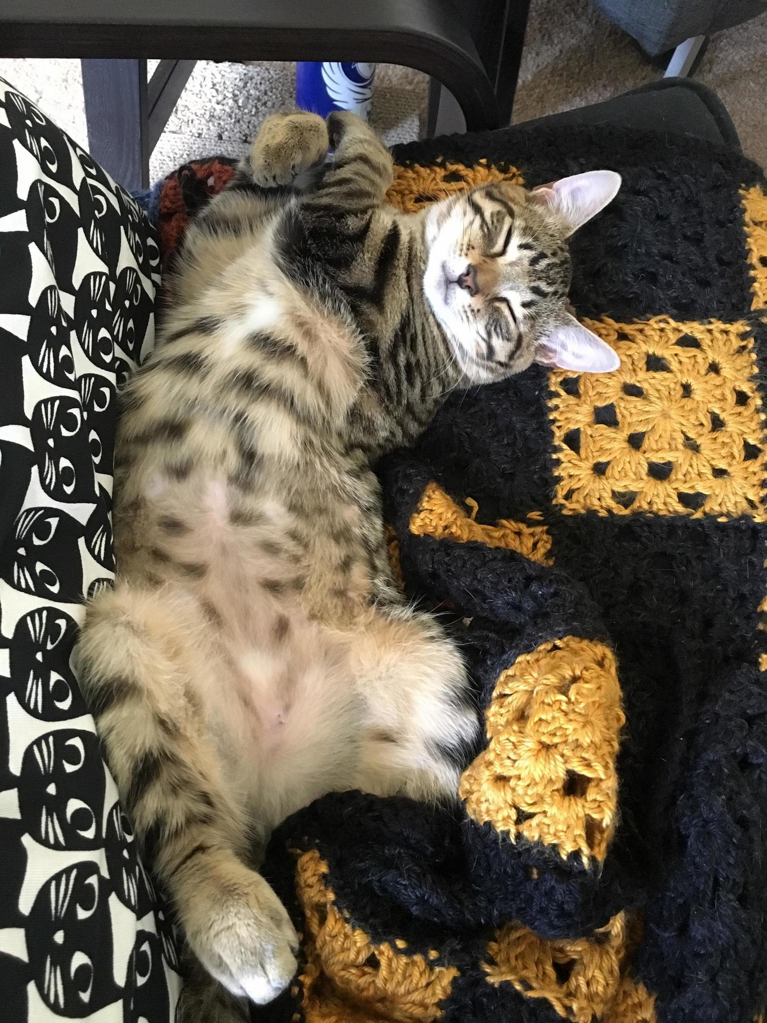 He Found the Perfect Napping Spot Right Below the Air Conditioner.