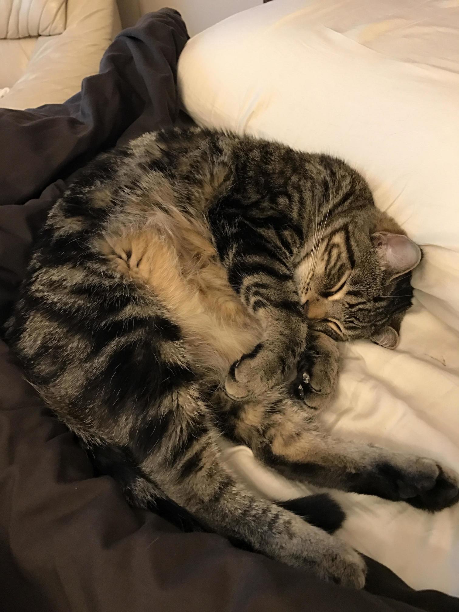 He Likes to Curl Up by My Pillow