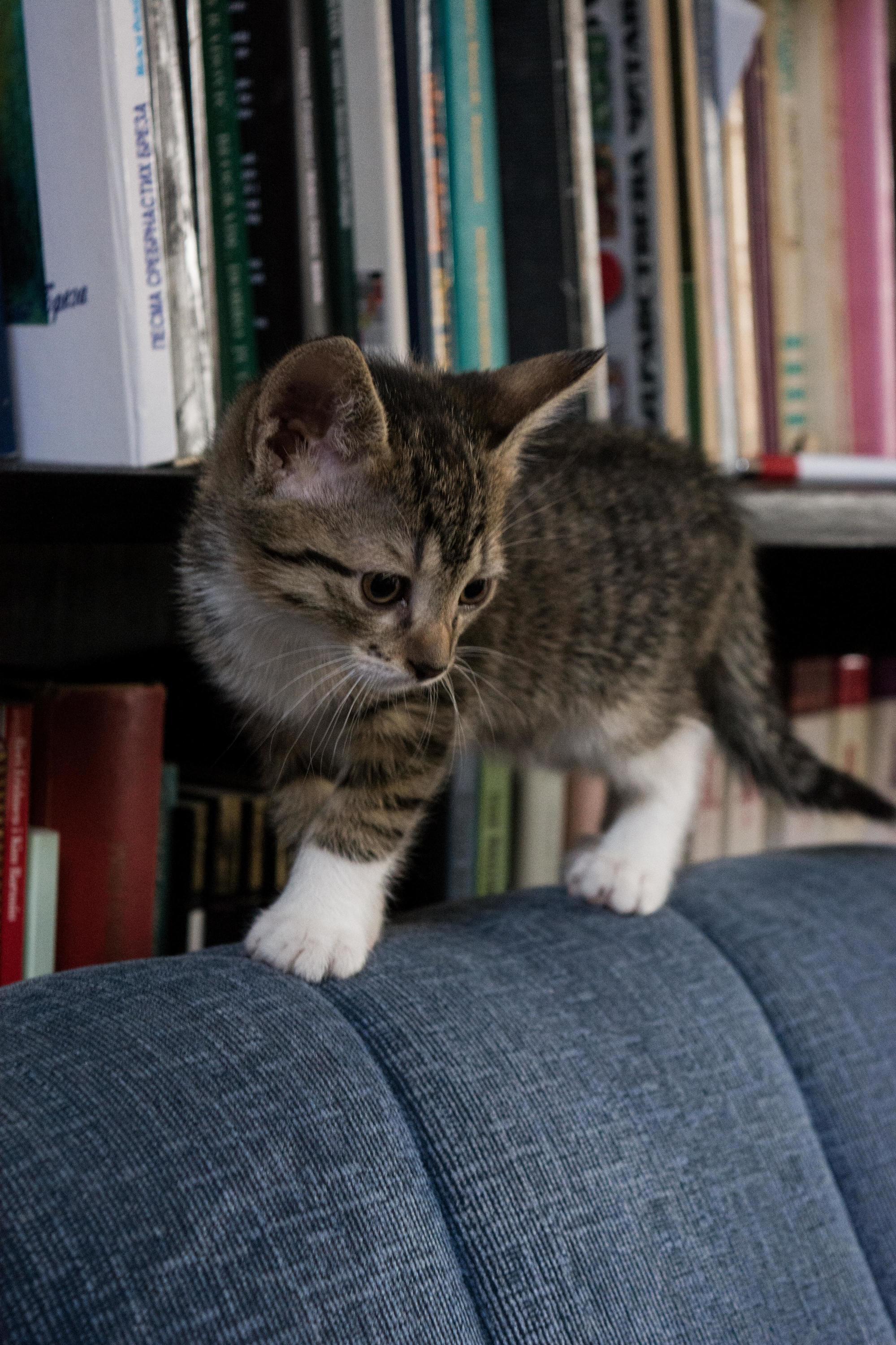 He Likes Tolstoy the Most