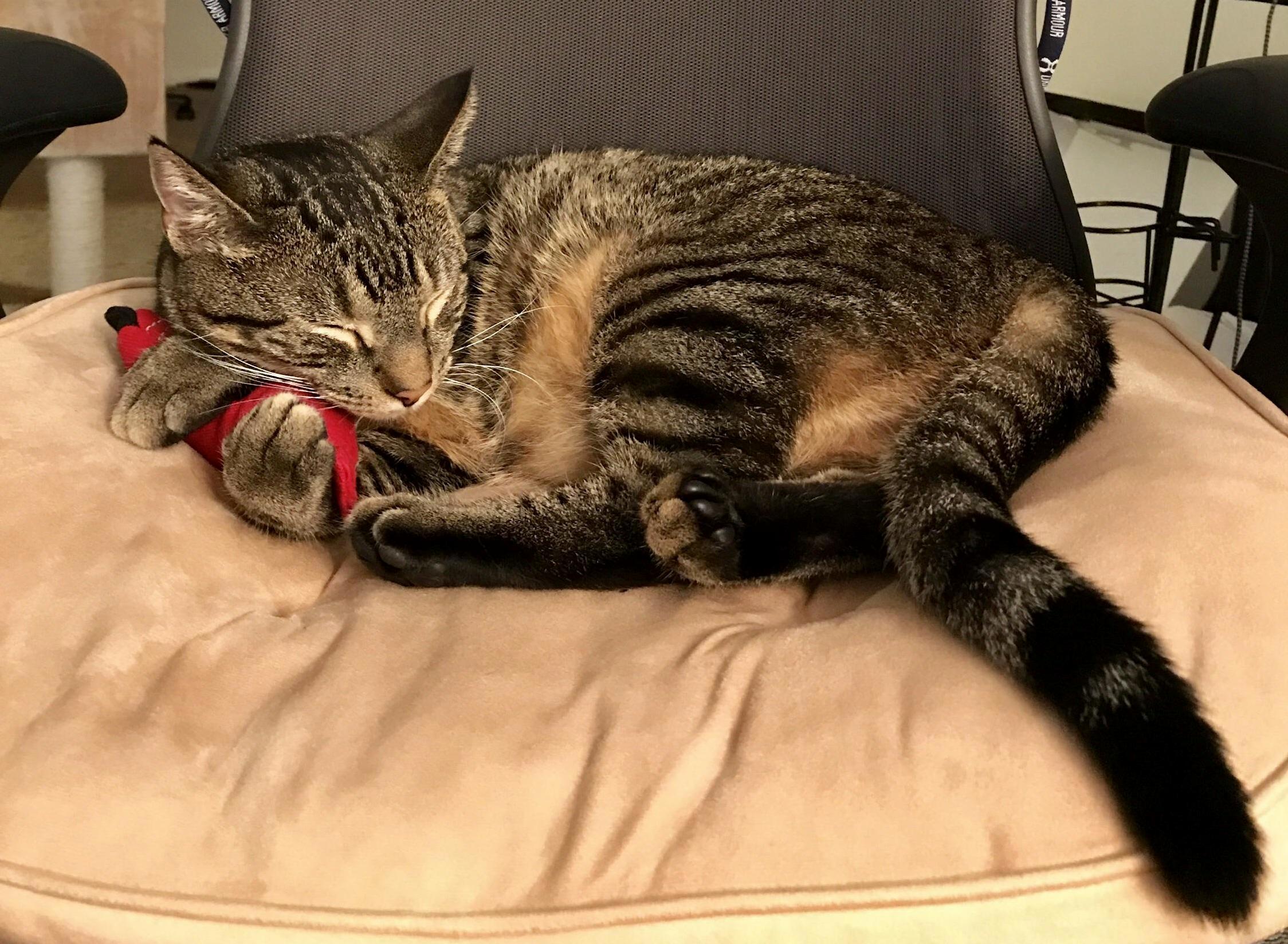 He Never Sleeps Without His Toy