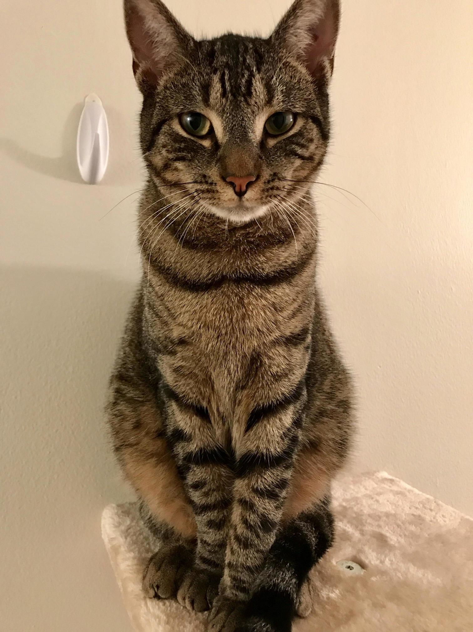 He Was Surprisingly Still for 5 Seconds and I Got This Picture Meet Leo Adopted 4 Months Ago