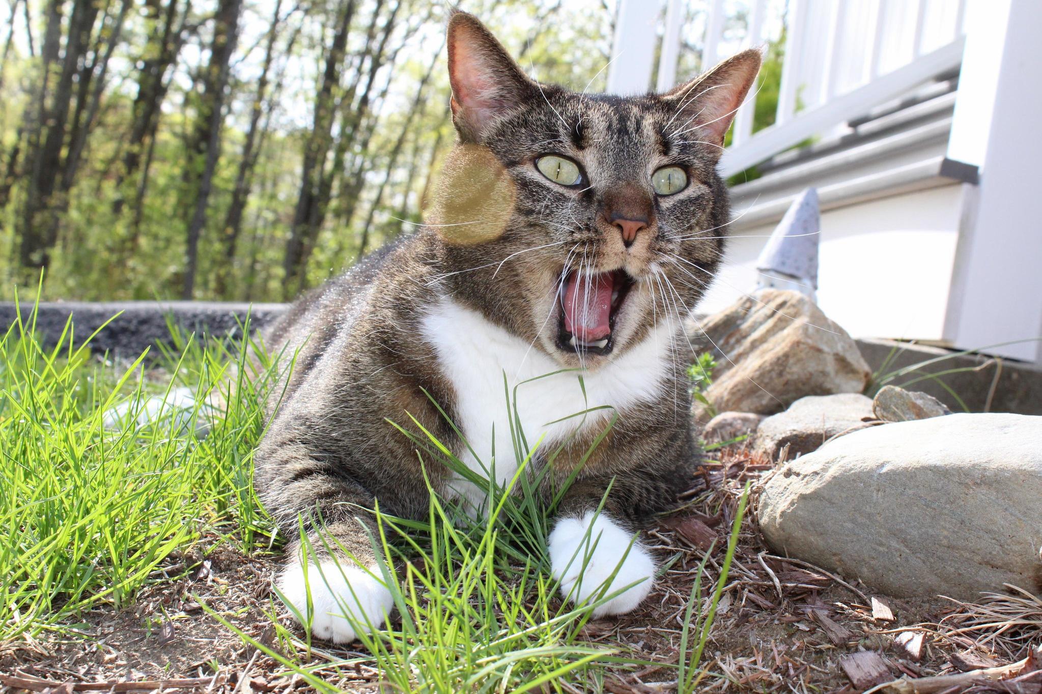 Hear Me Roar