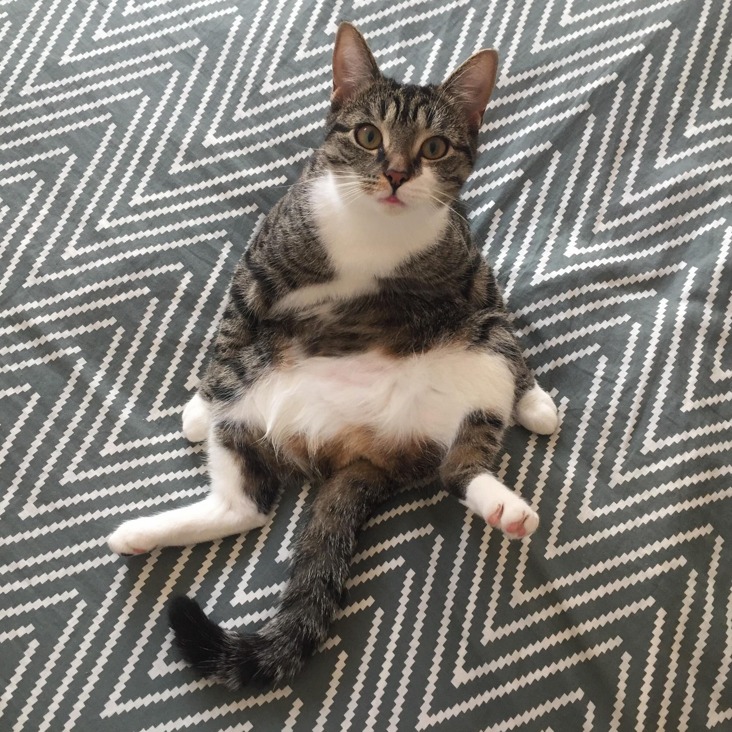 Hello Im Pippi a 1-year-old Cat from Sweden Would You Like to Sit with Me