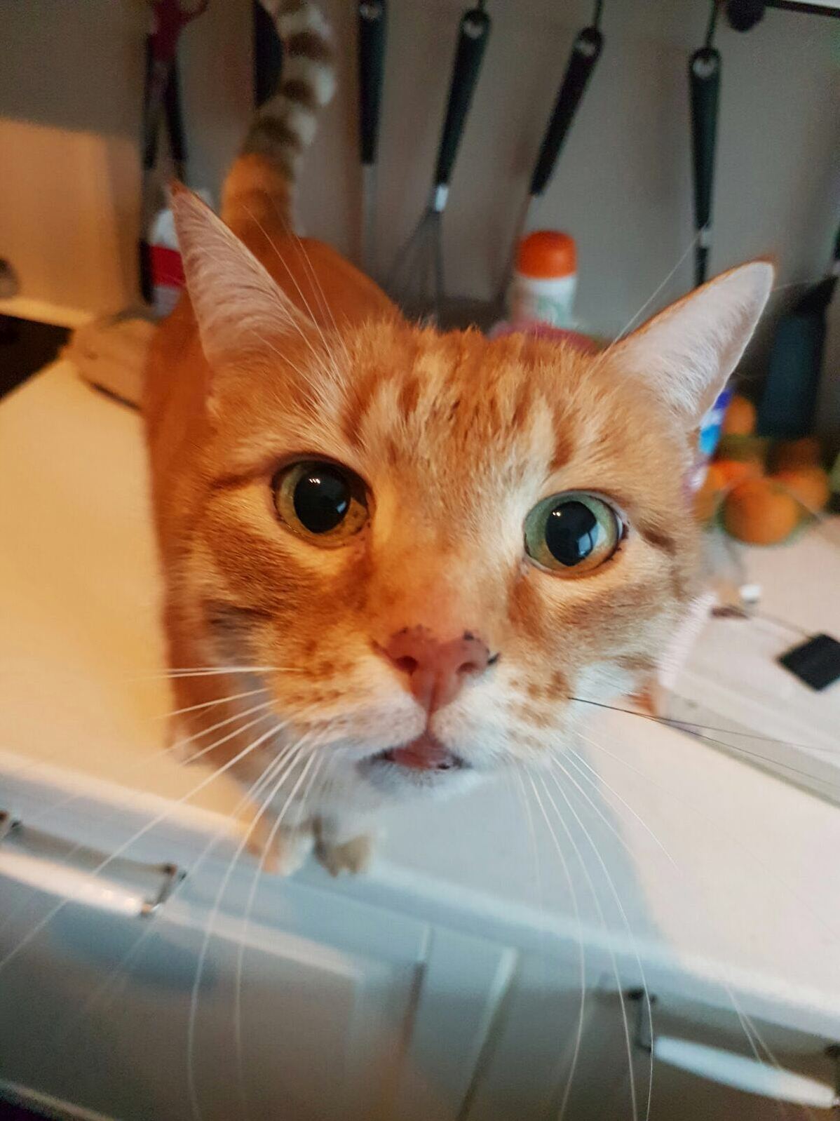 Hello