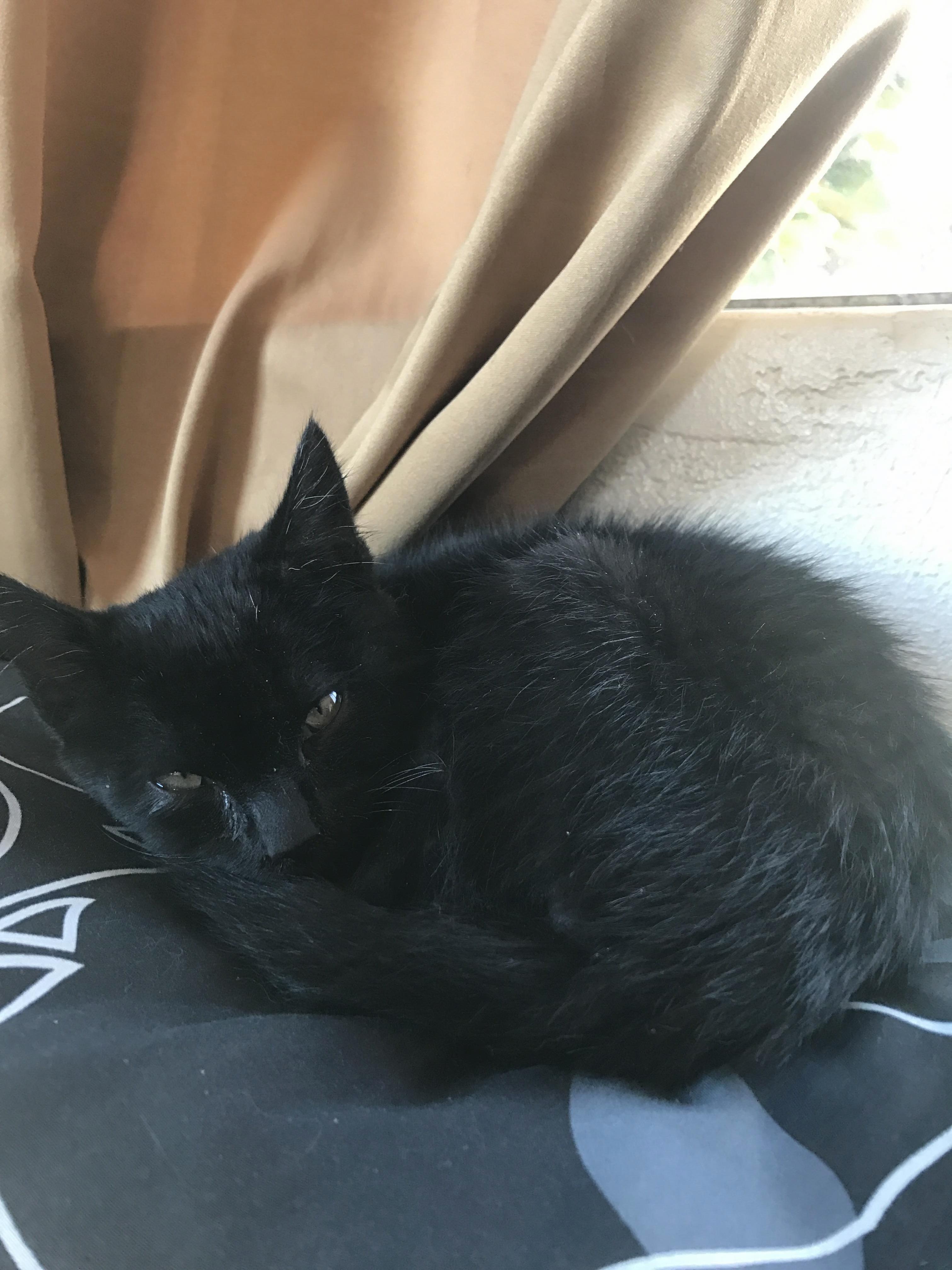 Help Me Name My New Little Bud 3 I Just Got Him Today. He Is Fearless and Very Playful.