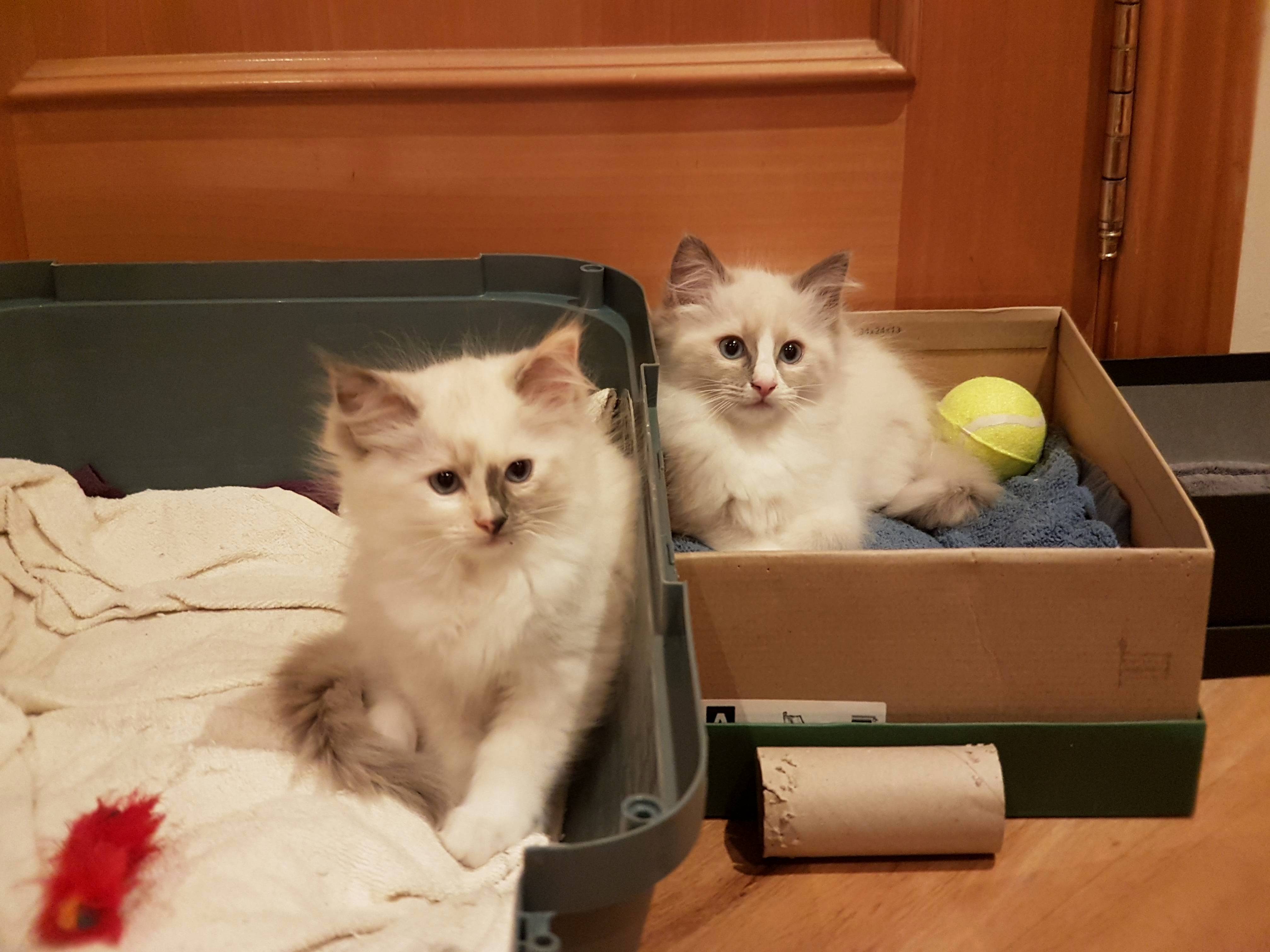 Help Us Name Our Two Kittens They Are Boy White Nose and Girl Half Greyhalf Pink Nose .