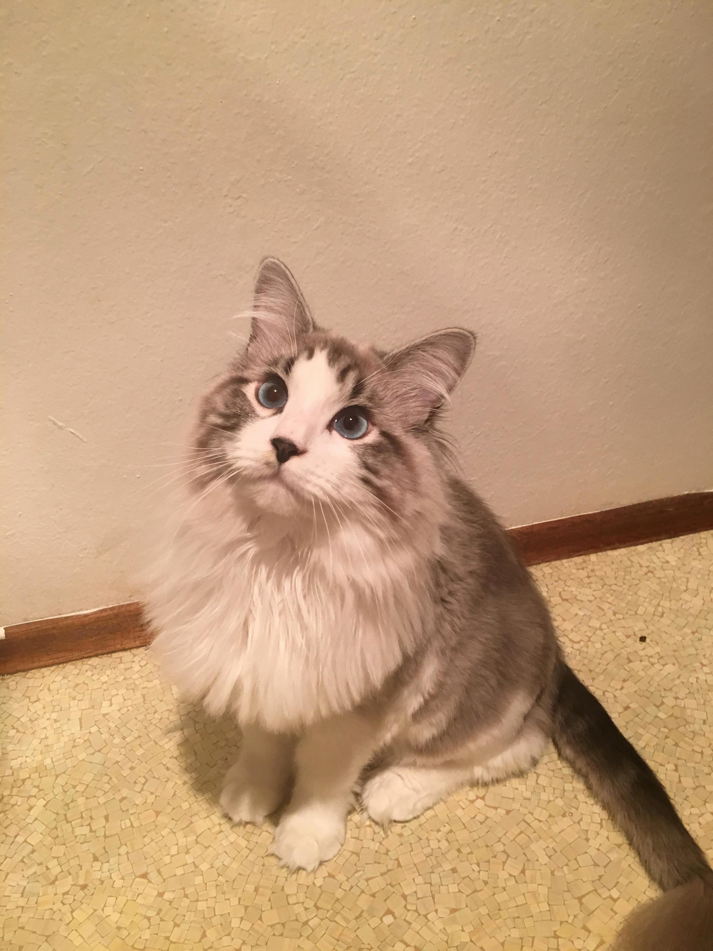 Henlo Its Me Caspian.