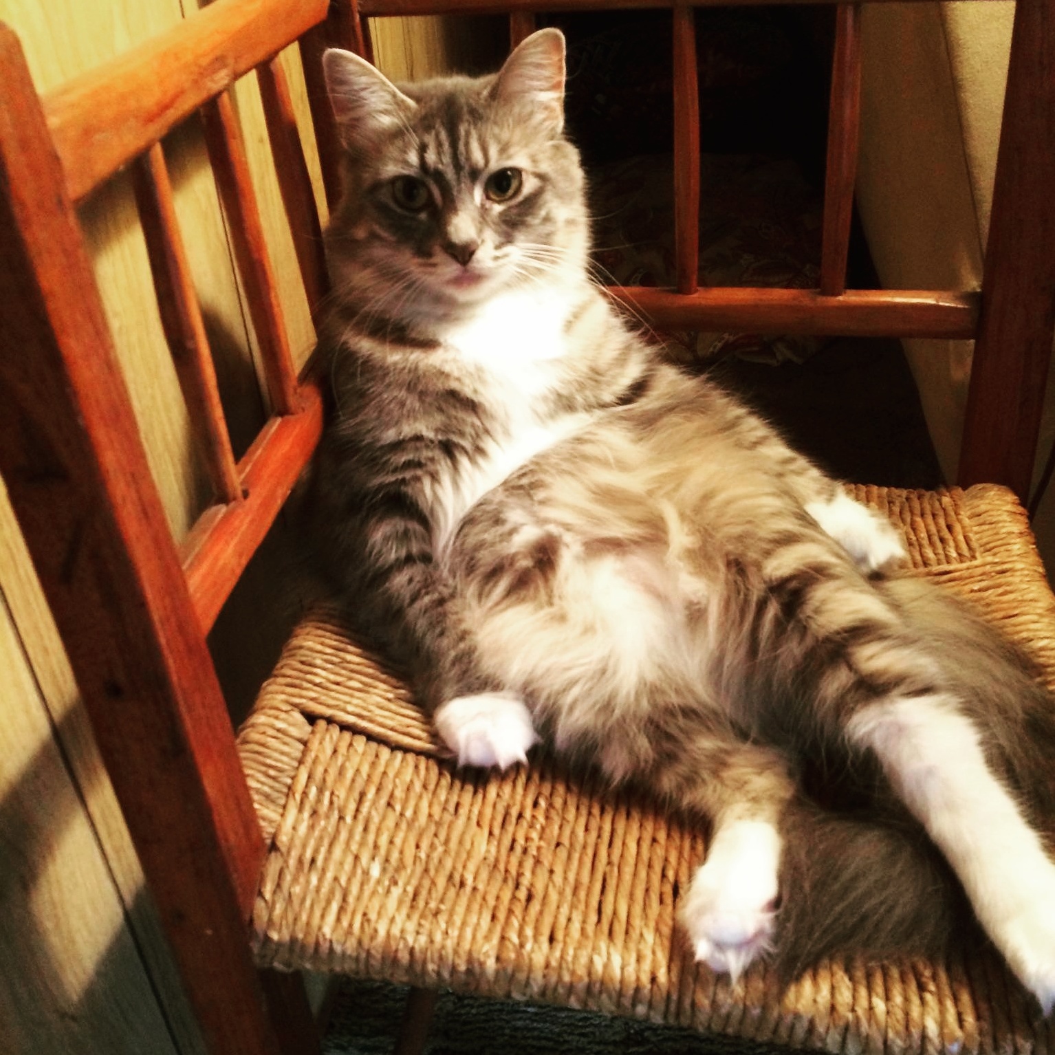 Her Favorite Chair She Sits in to Watch Animal Planet