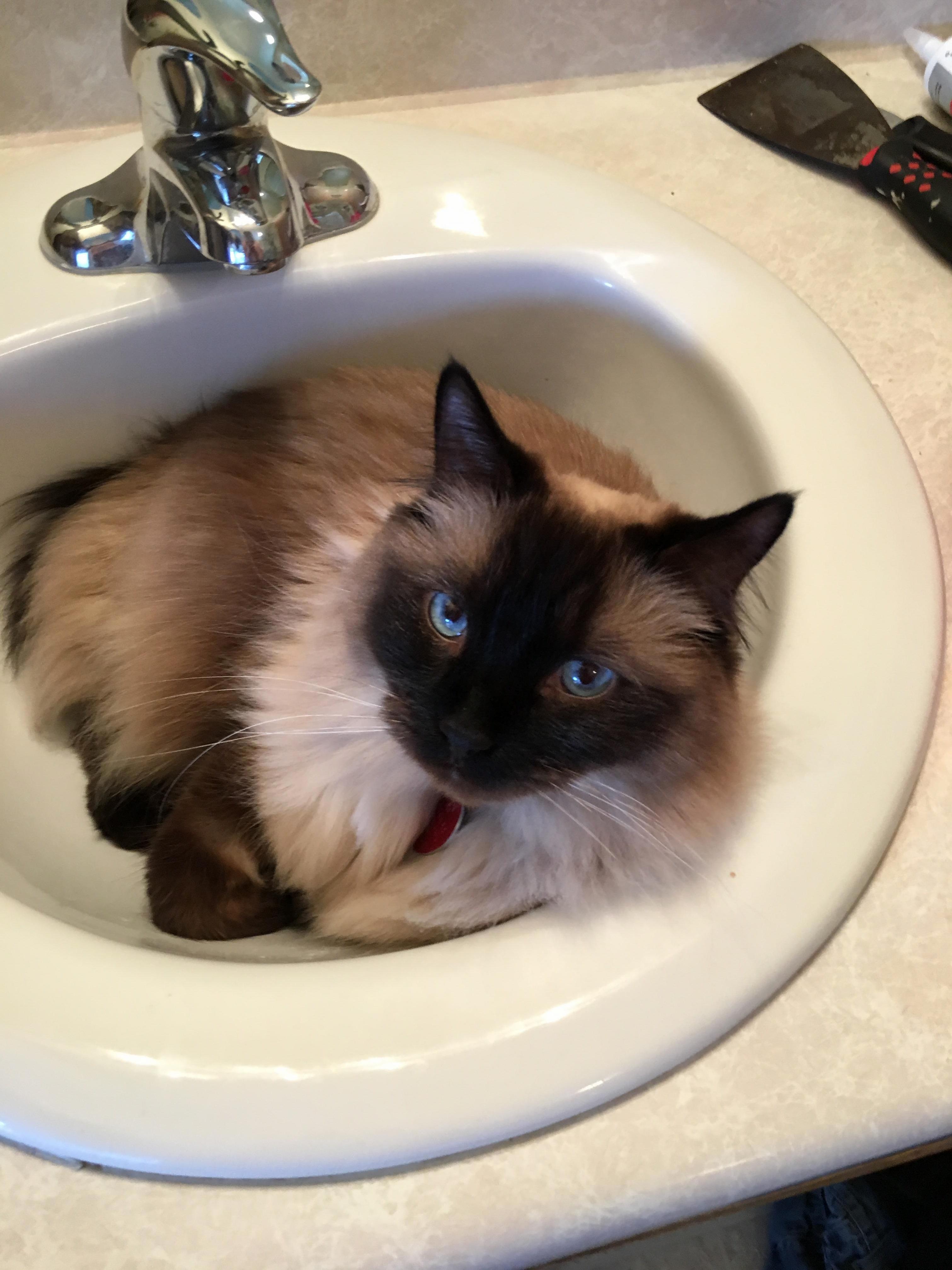 Her First Sink Sit in the New House Now Its Truly Home.