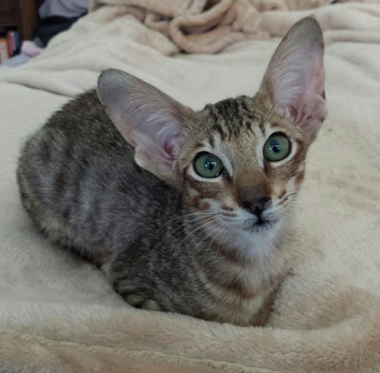 Here Is Our New Buddy Grendel. Shes an Oriental. Feels Weird Telling People That.