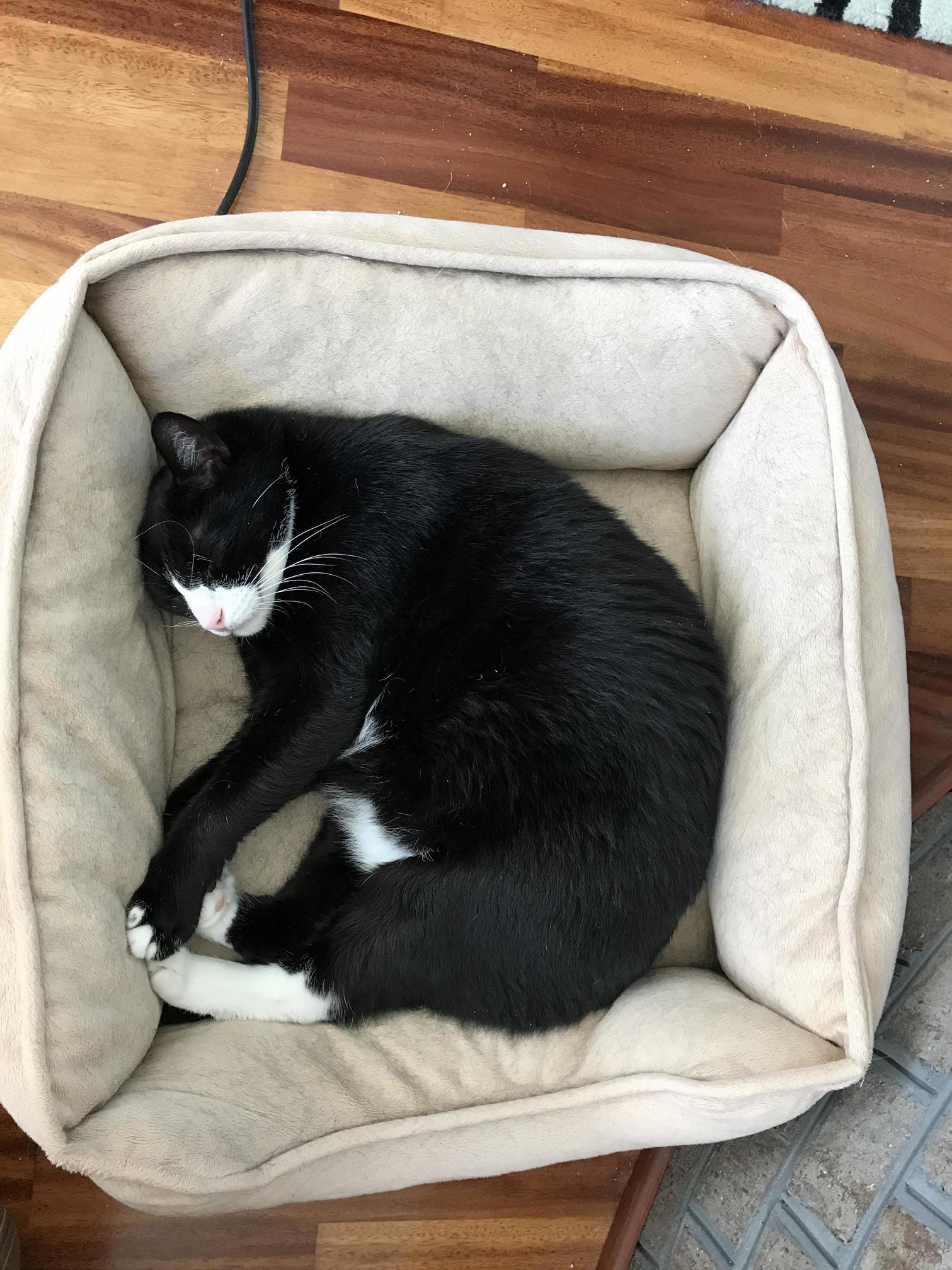 Heres Mr. Silica He Loves His Bed