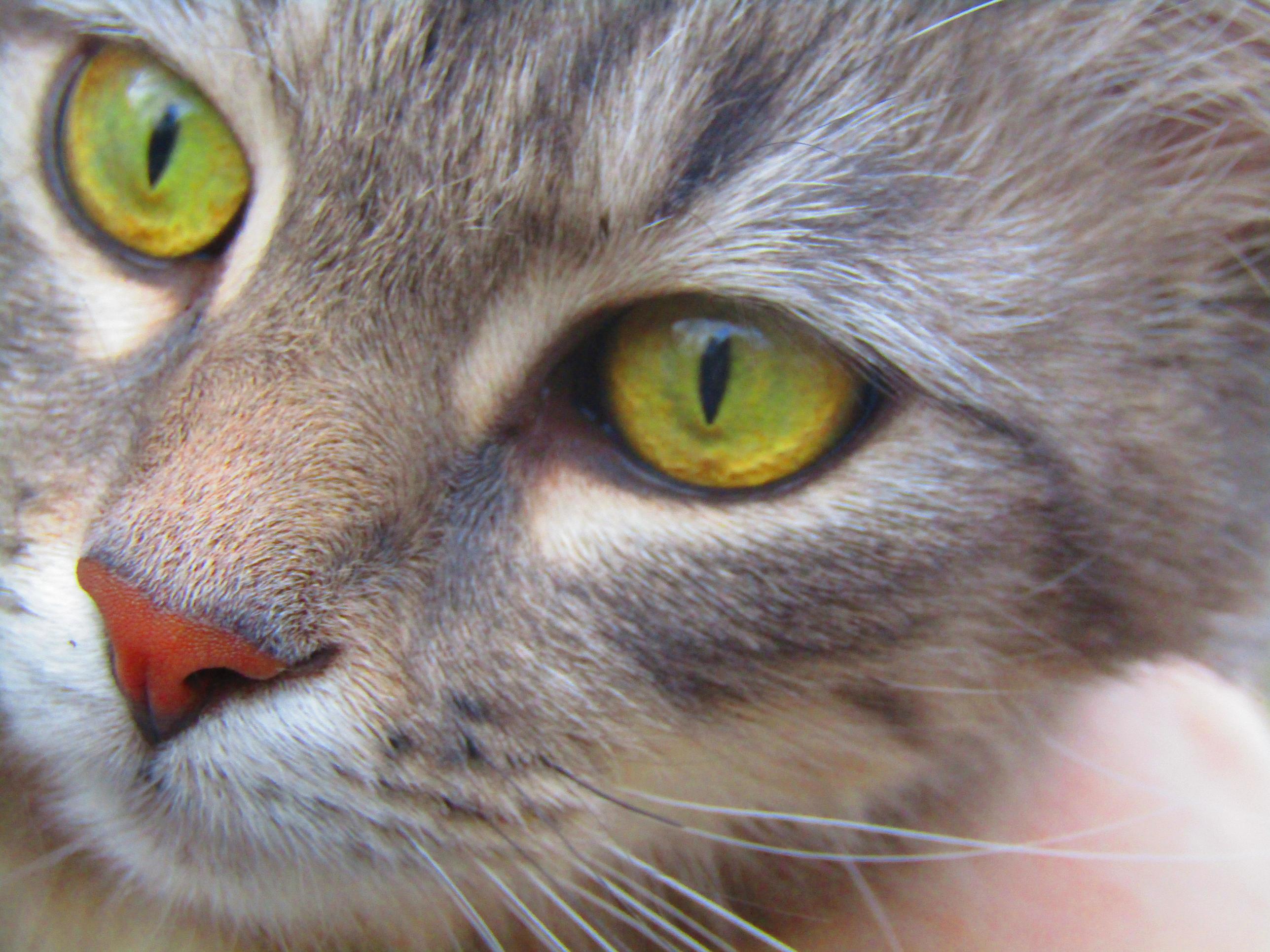 Heres My Cat Fluffy Looking Beautiful and Majestic