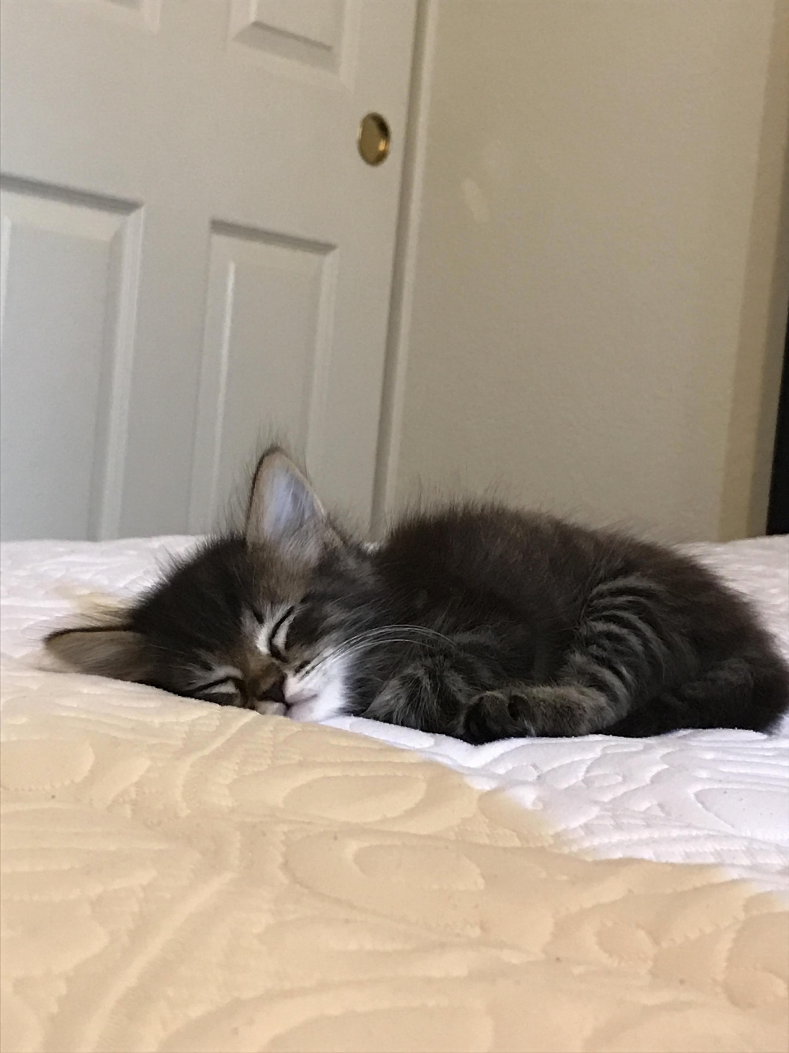 Heres My New 6 Week Old Kiko