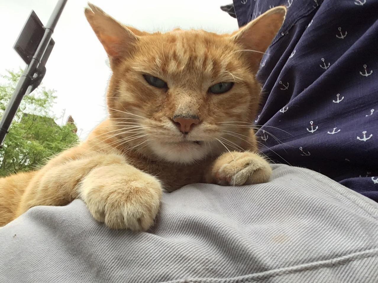Hes Glum Cos the Dentist Took His Fang Out. Hes Not Even Mine but I Love Him Anyway Even Though Hes a Grump.