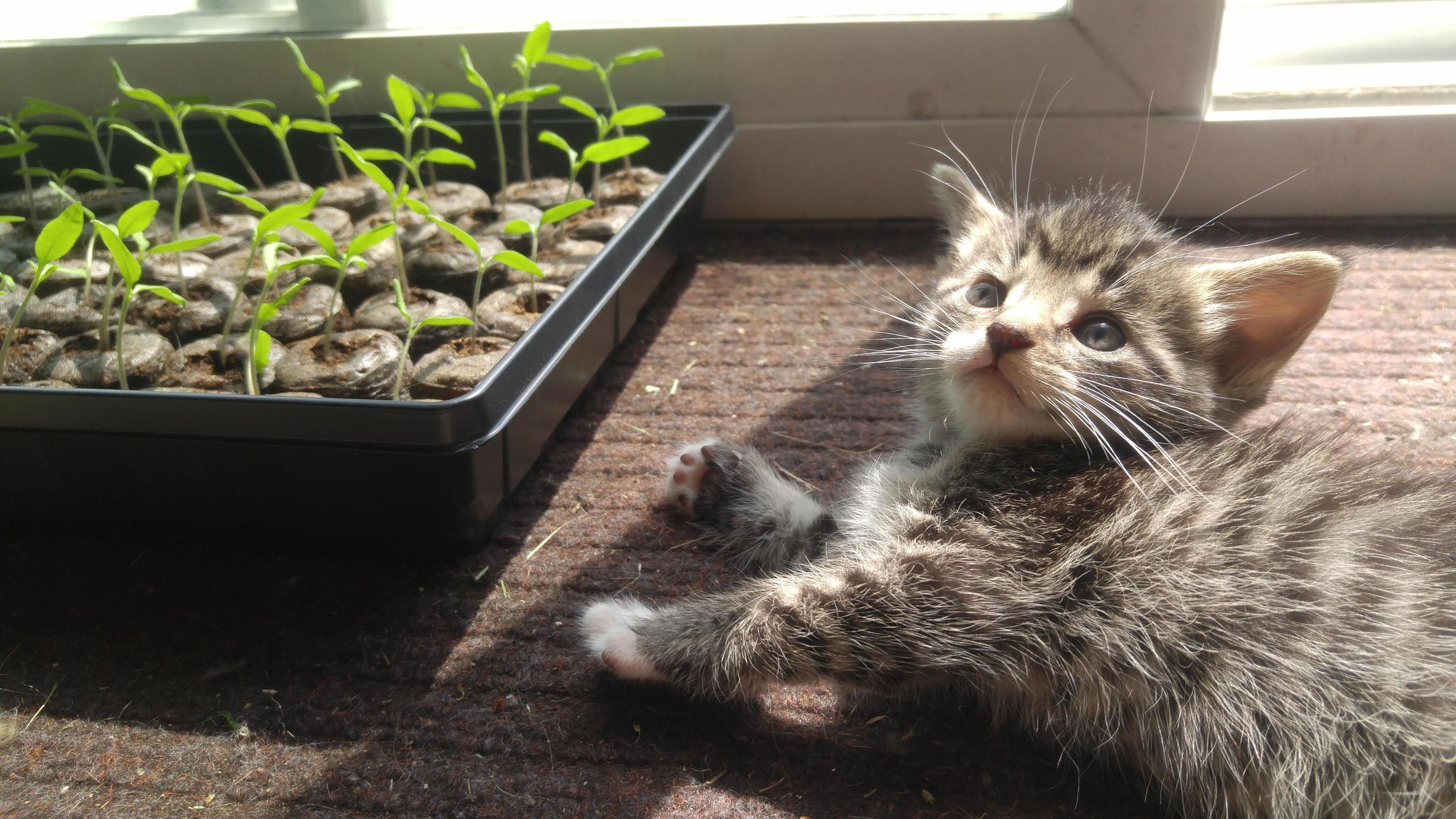 Hes Not Allowed Outside Yet So I Let Him Hang Out with My Baby Tomatoe Plants