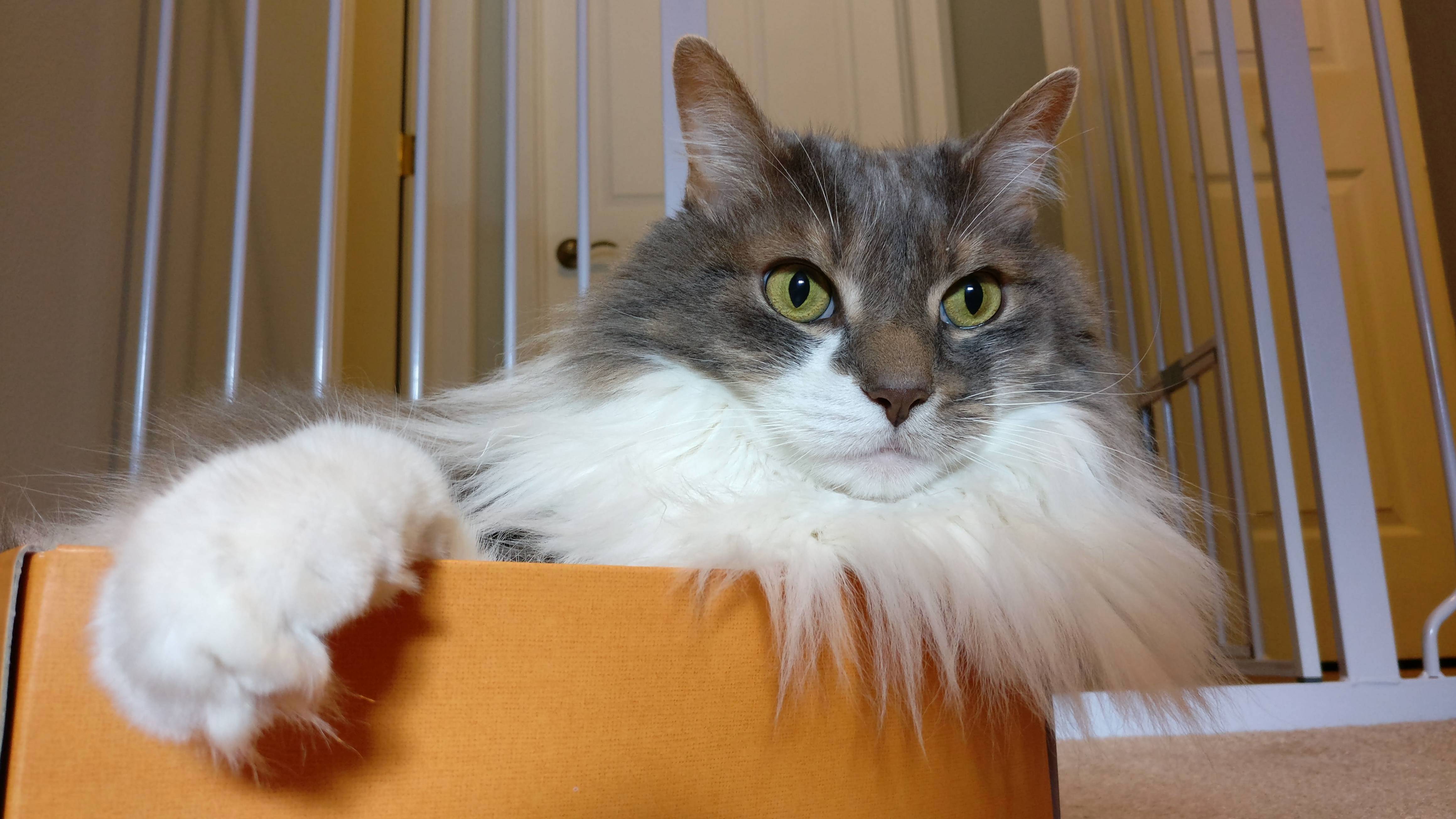 Hey All Just Wanted You Guys to See My Cat in a Box.