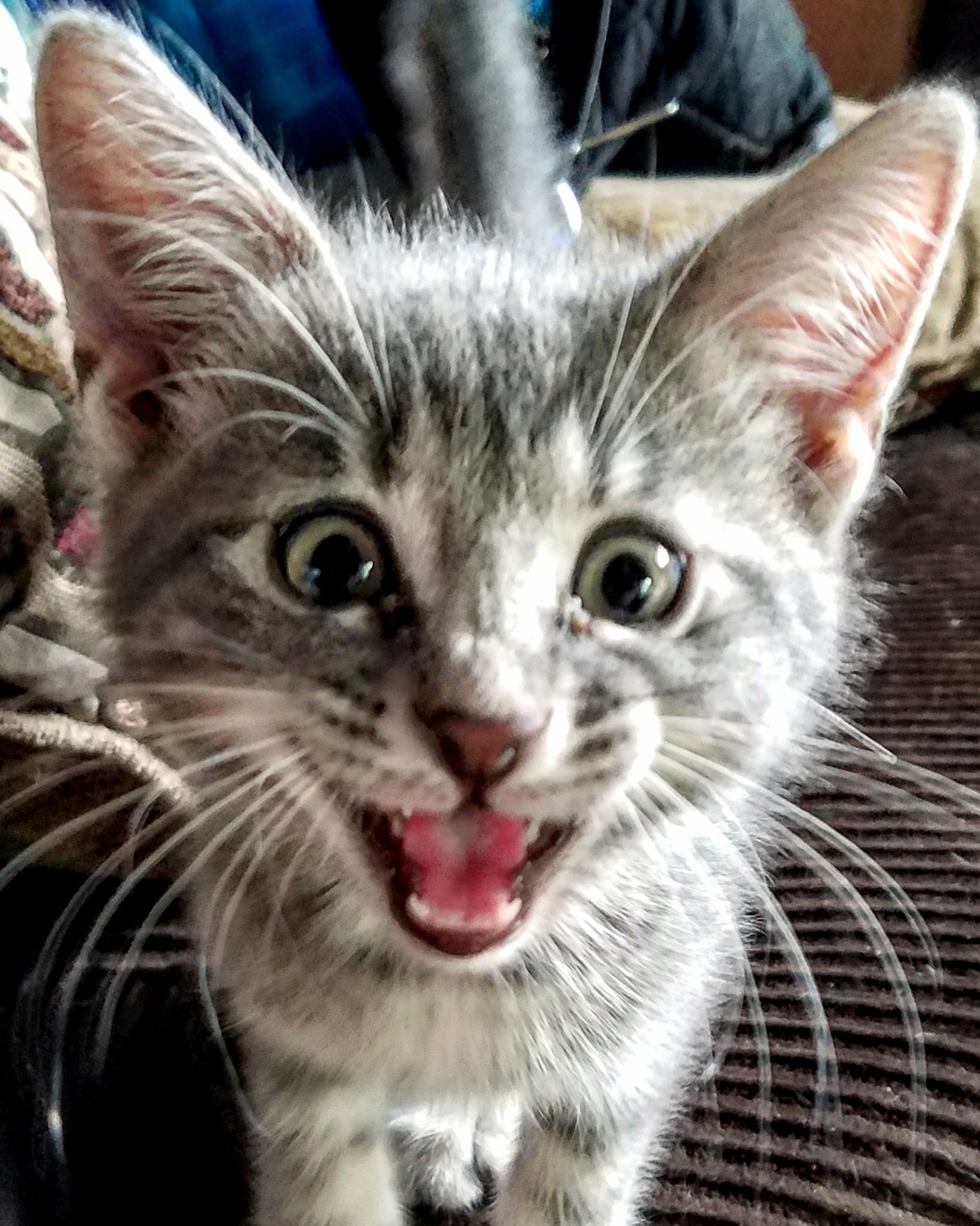 Hey Guys Meet Tuna Balou Franklin Mississippi