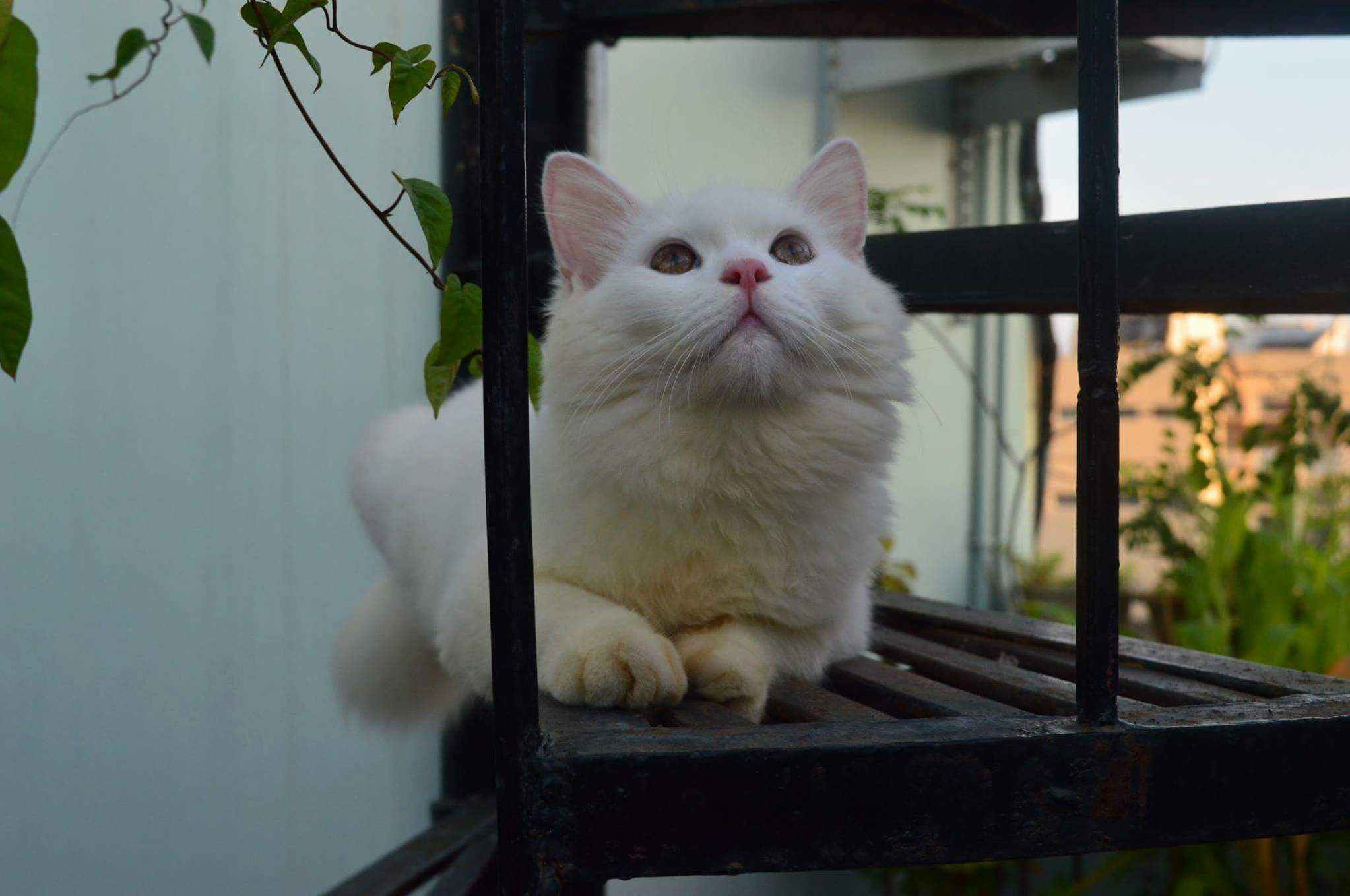 Hey Meet Marshmallow.