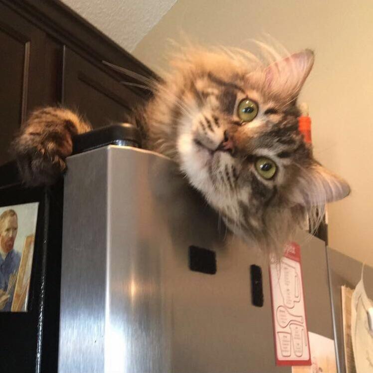 Hi Daddy Whats for Lunch