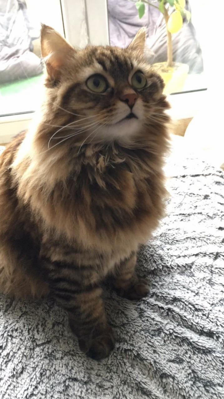 Hi Rcats Heres My Lovely Cat. Does Someone Know Which Kind She Is She Notably Has Fur in Her Ears and Under Her Big Paws. Thank You