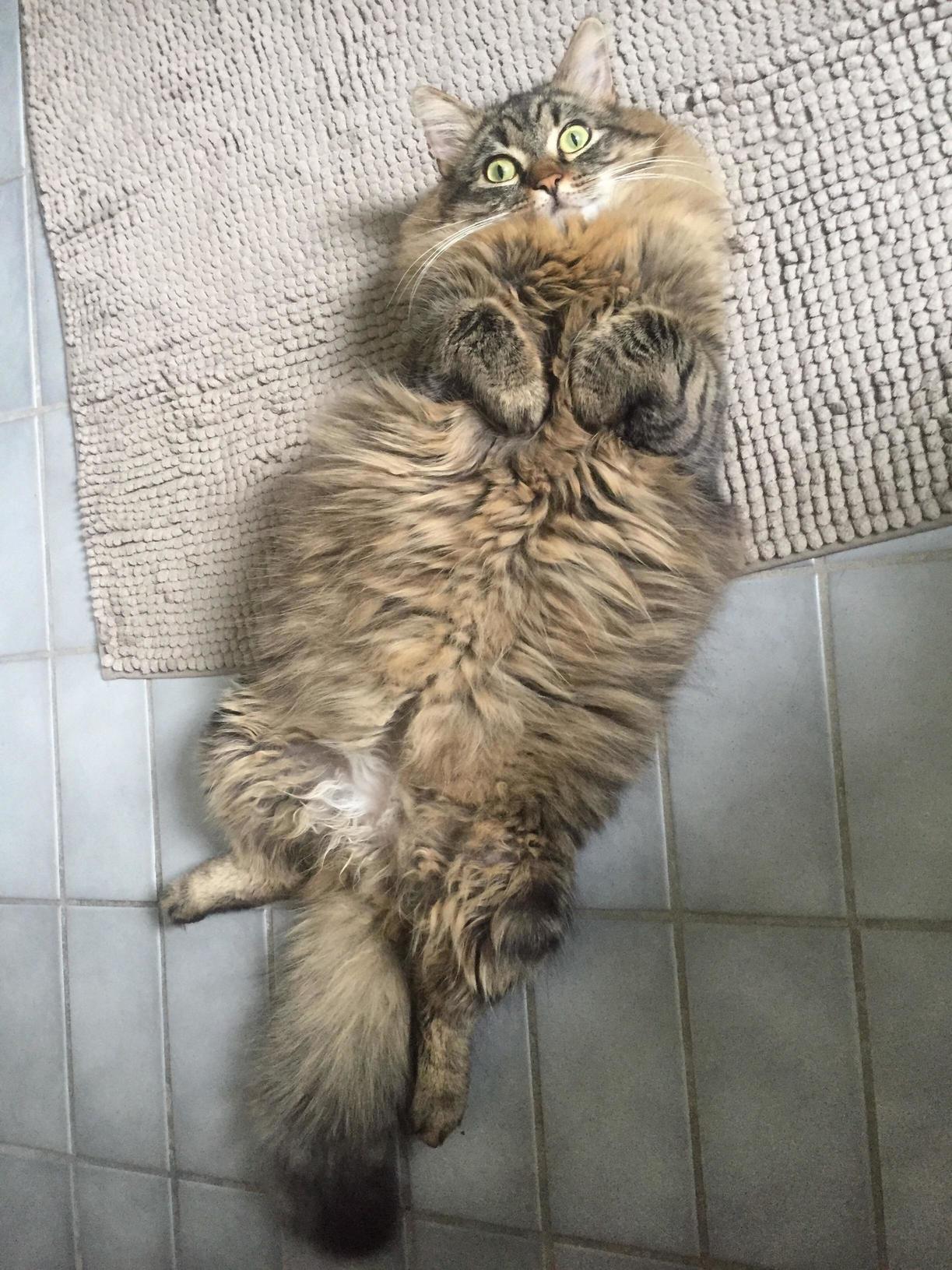 Hi This Is Boris Being Boris Xpost Rcatbellies