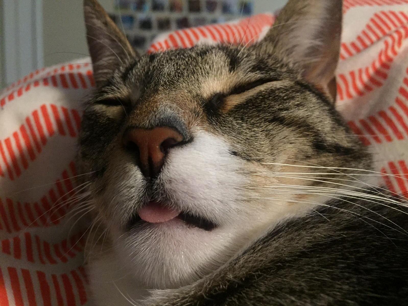 His Little Tongue