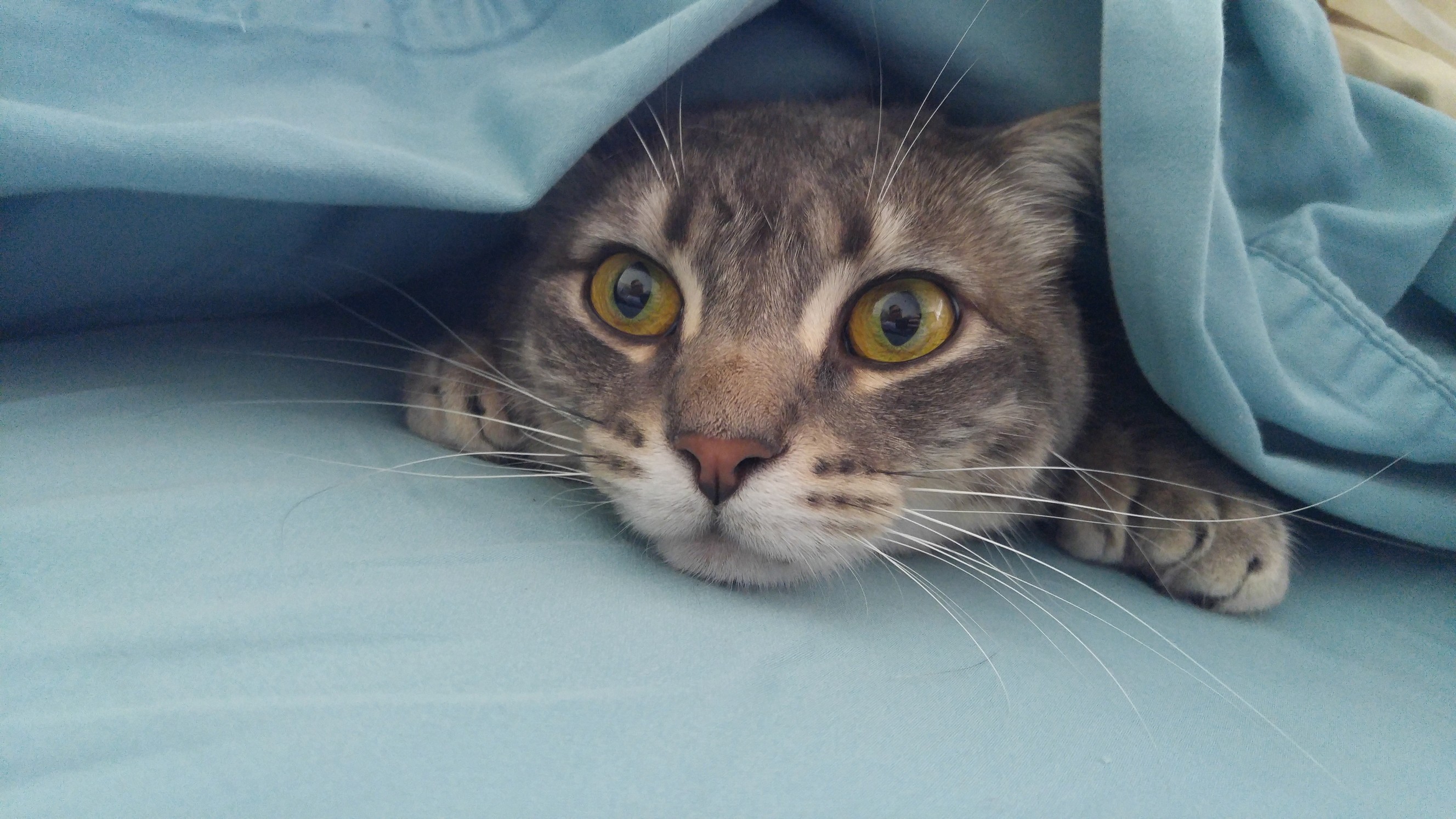 His Unwillingness to Leave the Bed Really Makes Him My Spirit Animal
