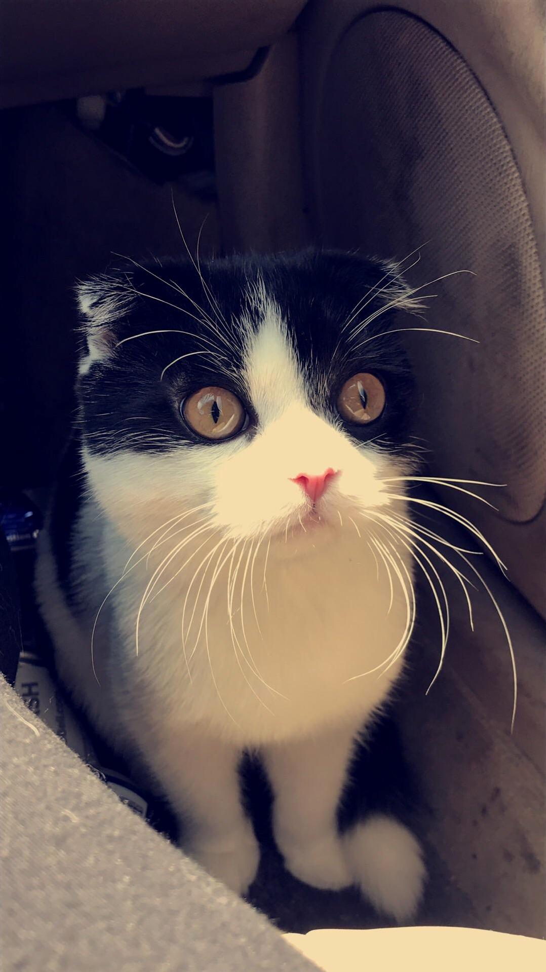 Holy Whiskers