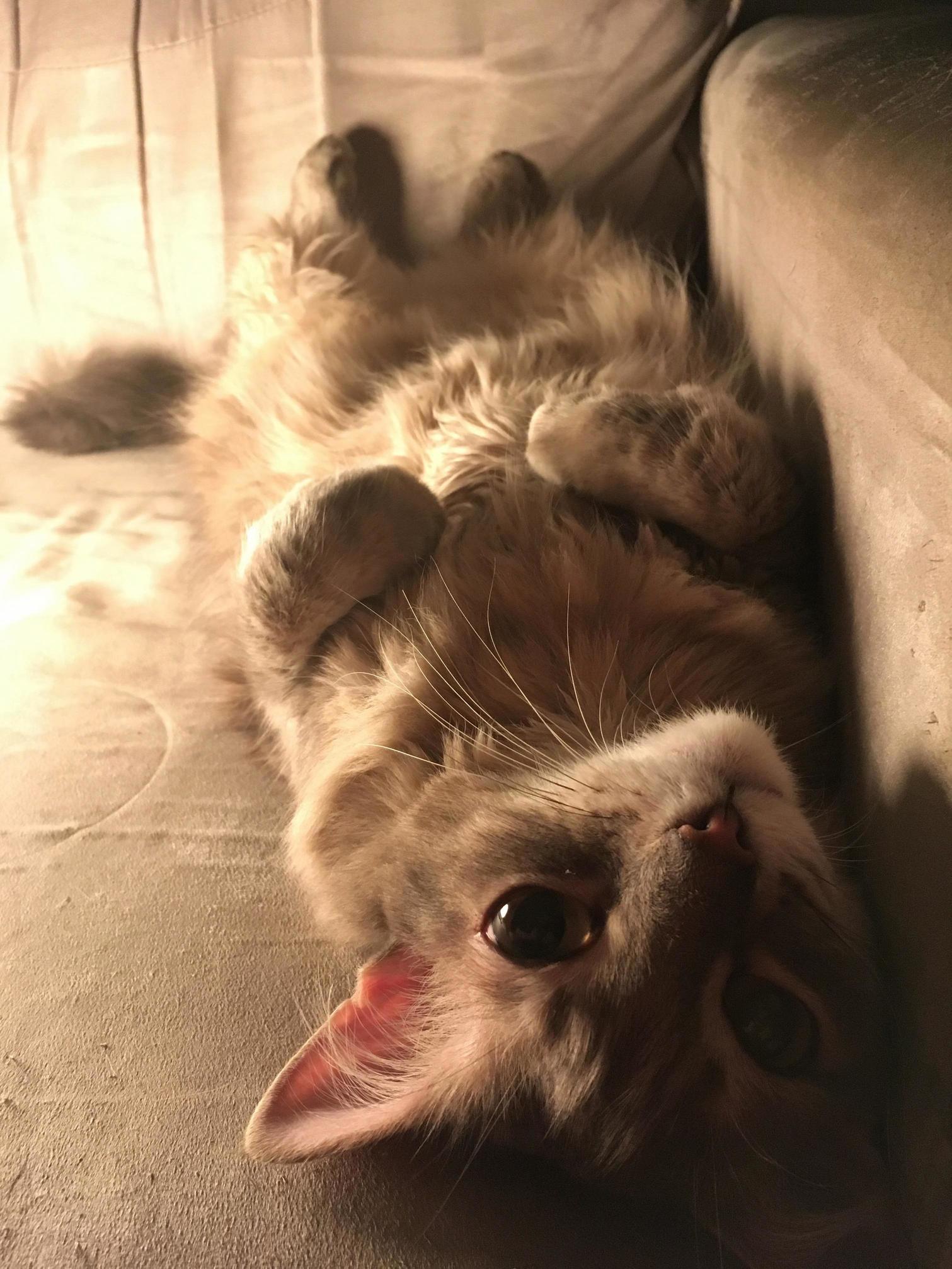 How May I Assist You Dear Human Be Quick Im on My Meditative Moment.. by the Way Youre Upside Down...